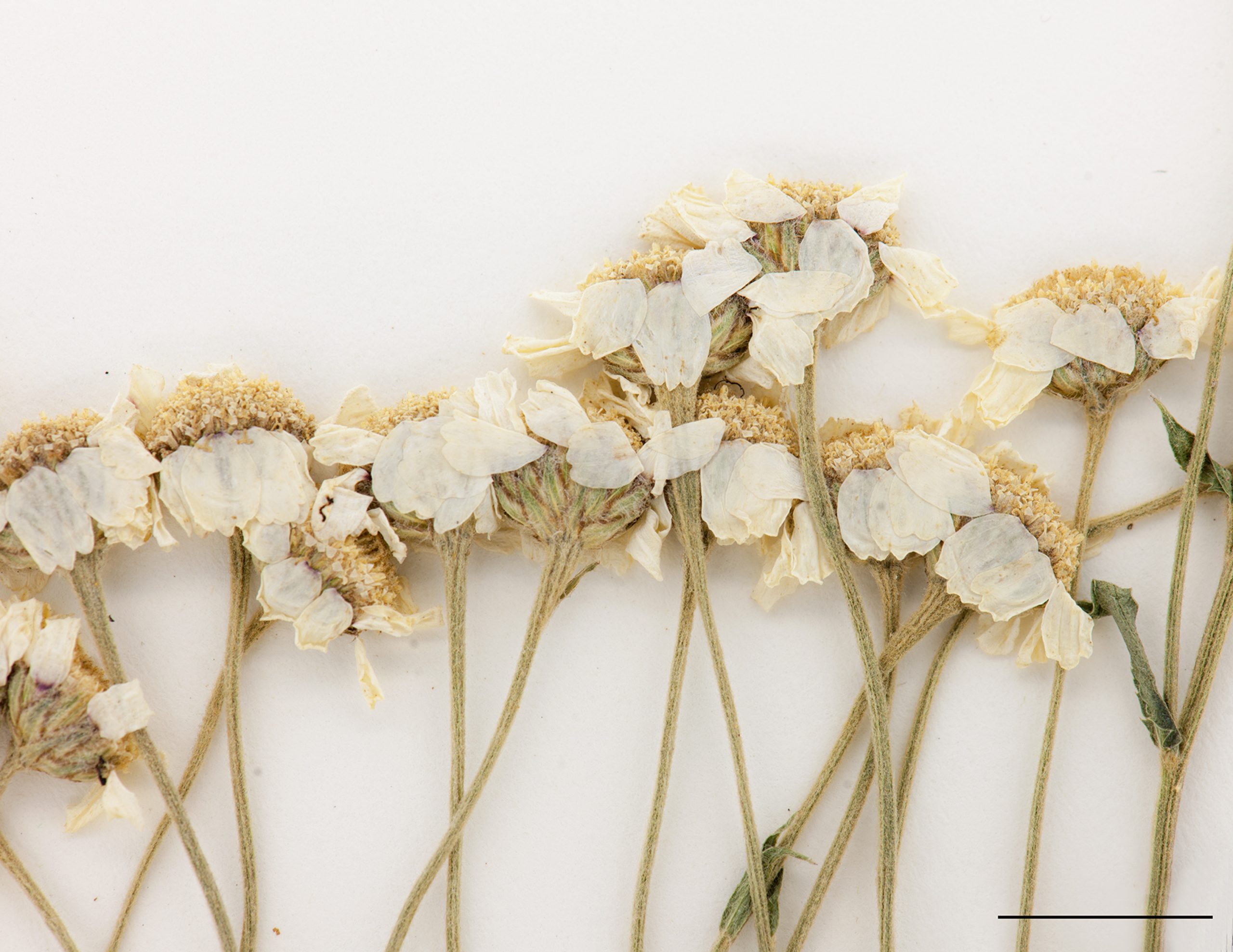 Section d'une inflorescence, fleurs blanches
