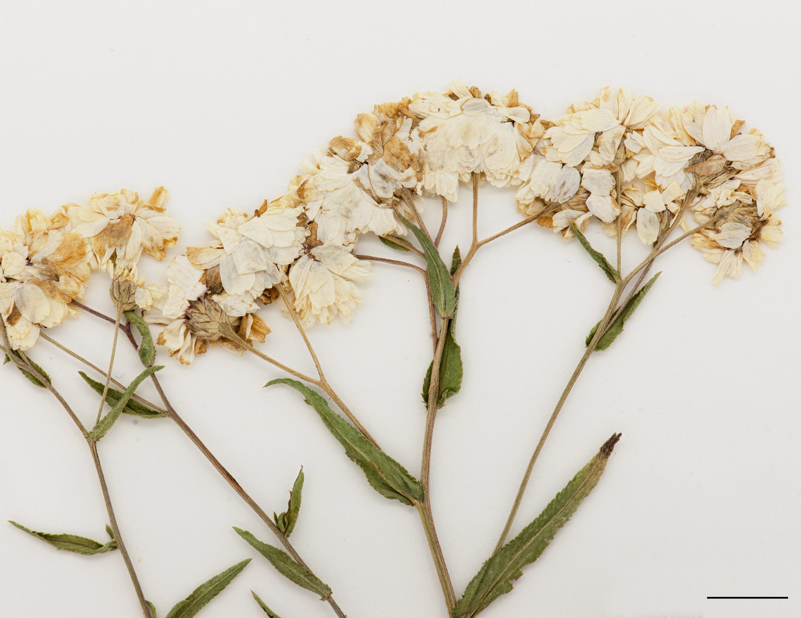 Inflorescence corymbiforme
