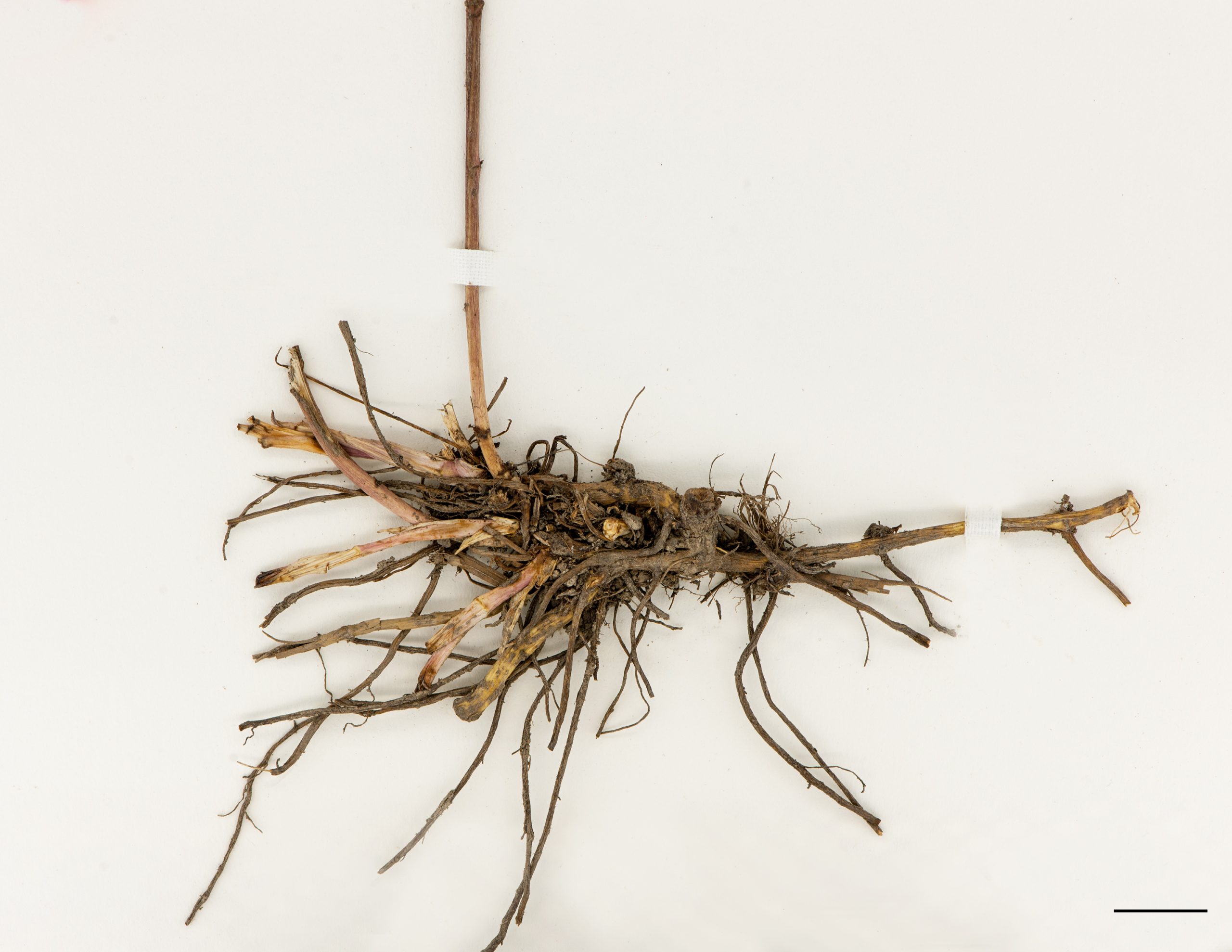Rhizomes et racines fibreuses