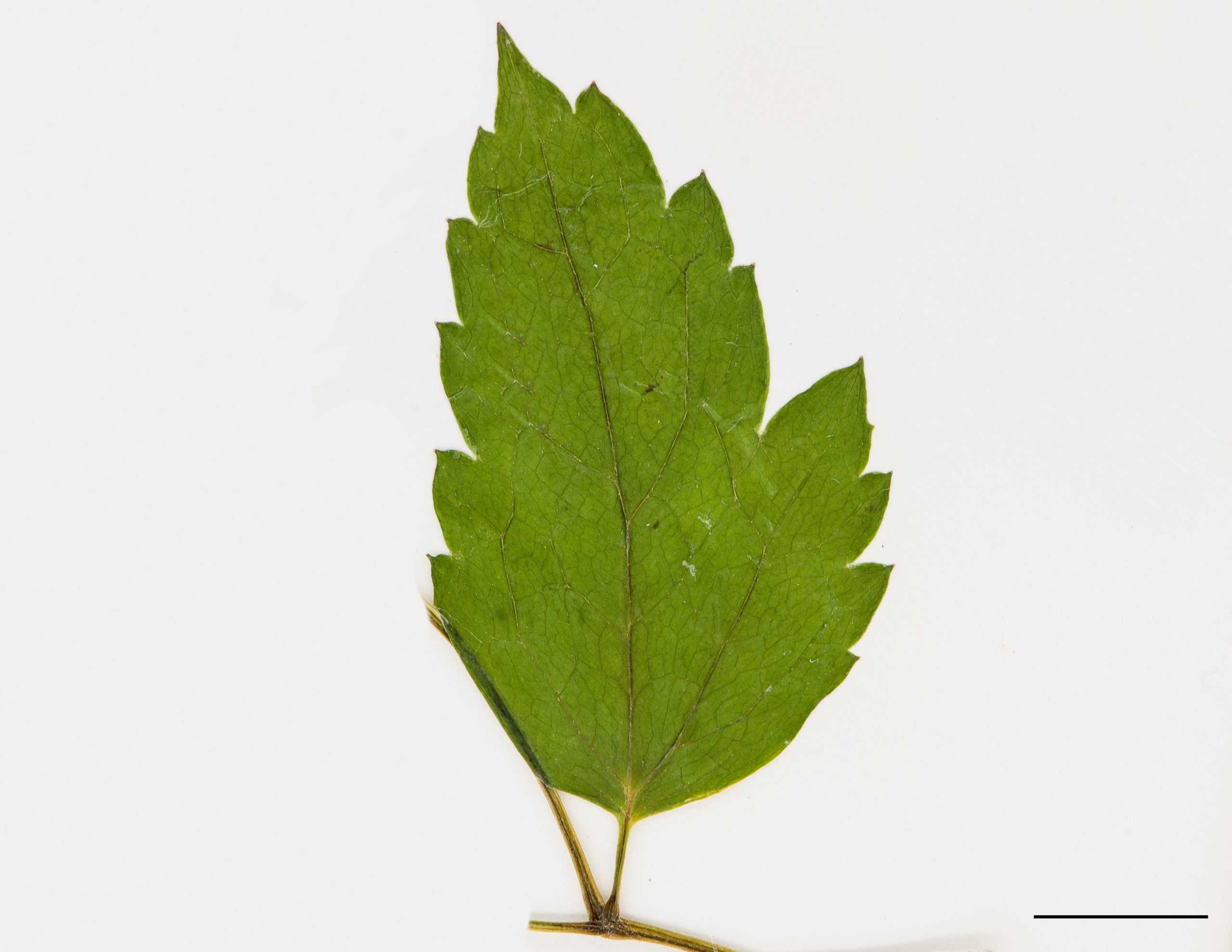 Foliole ovée (feuille composée)