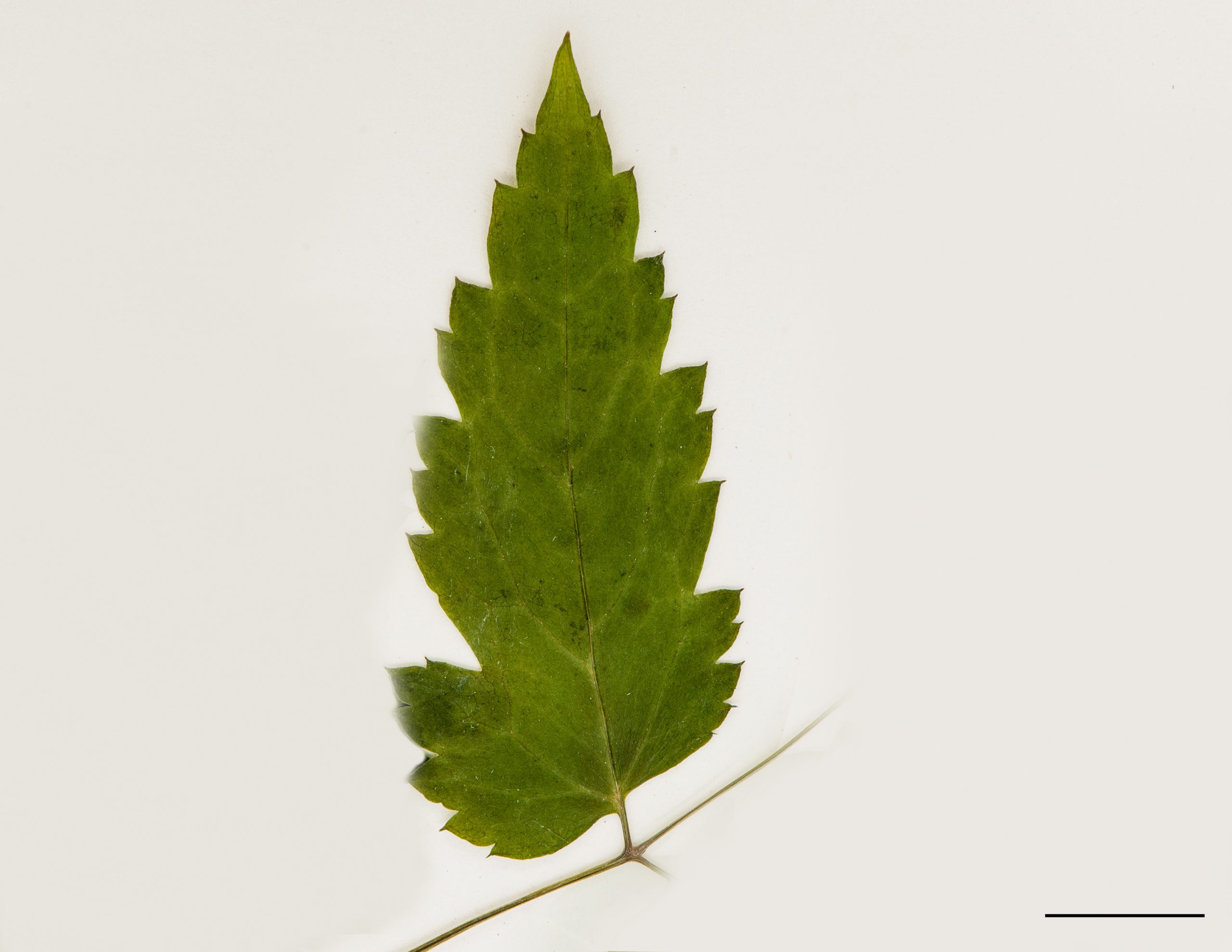 Foliole ovée (feuille composée)