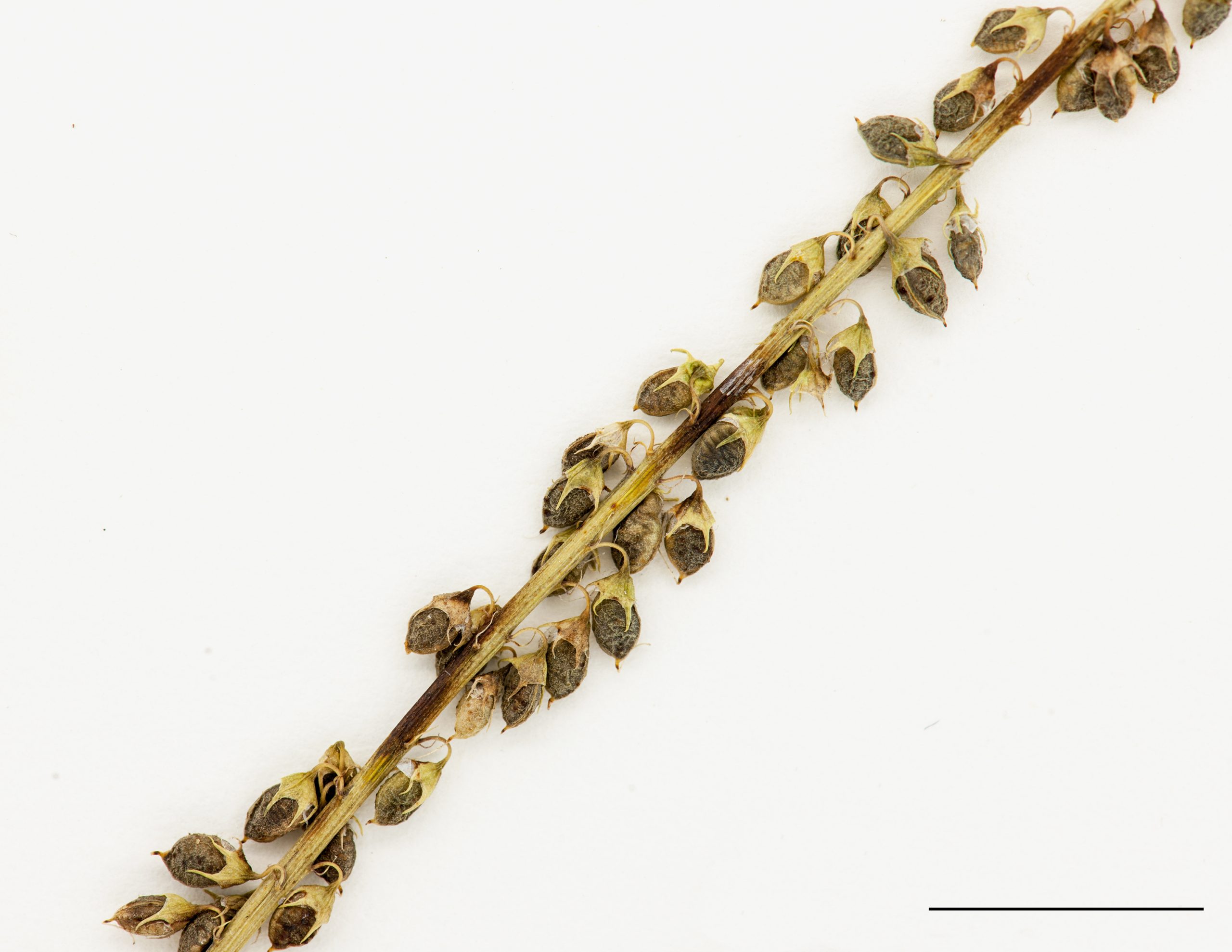 Fruit, des gousses indéhissantes