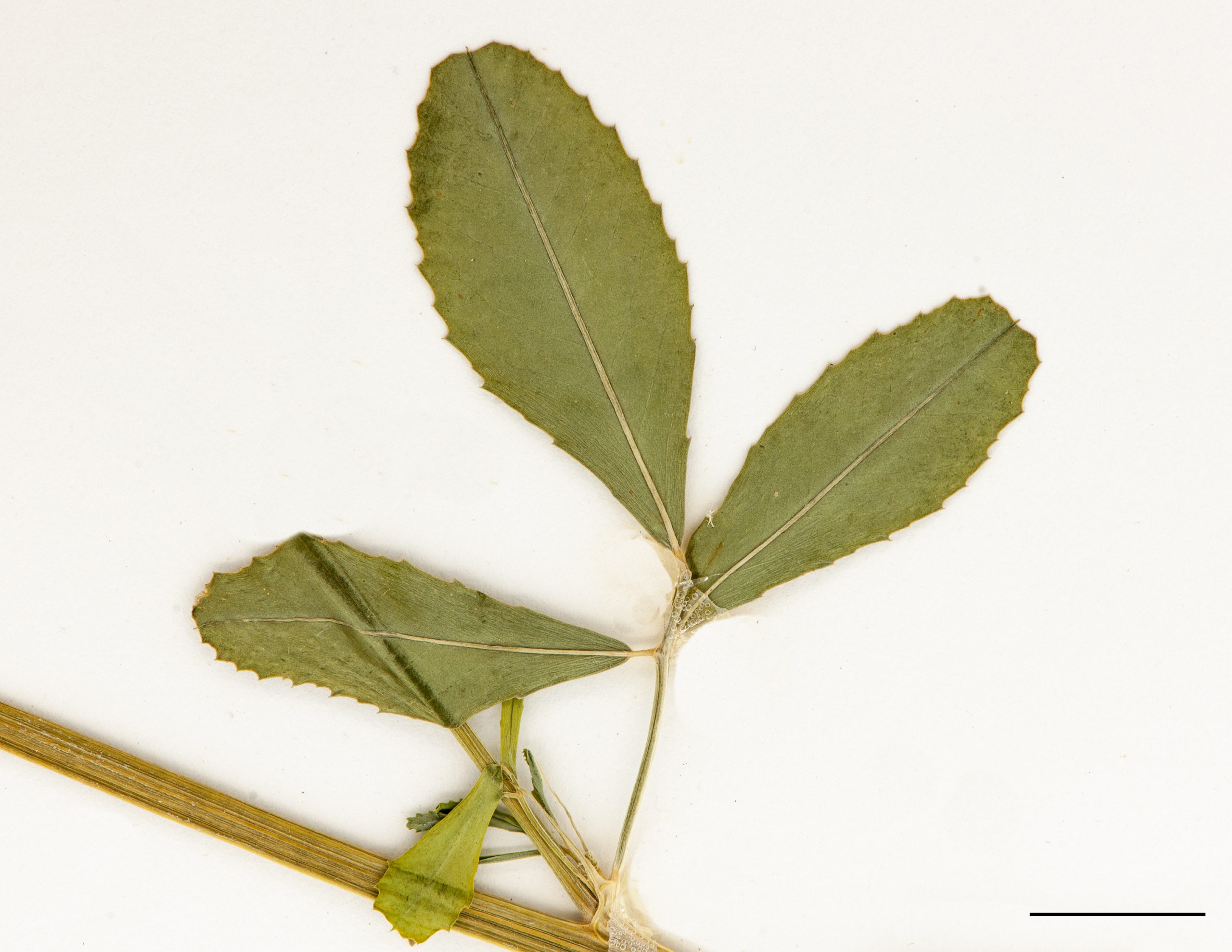 Feuille trifoliée, folioles oblongues, marge dentée