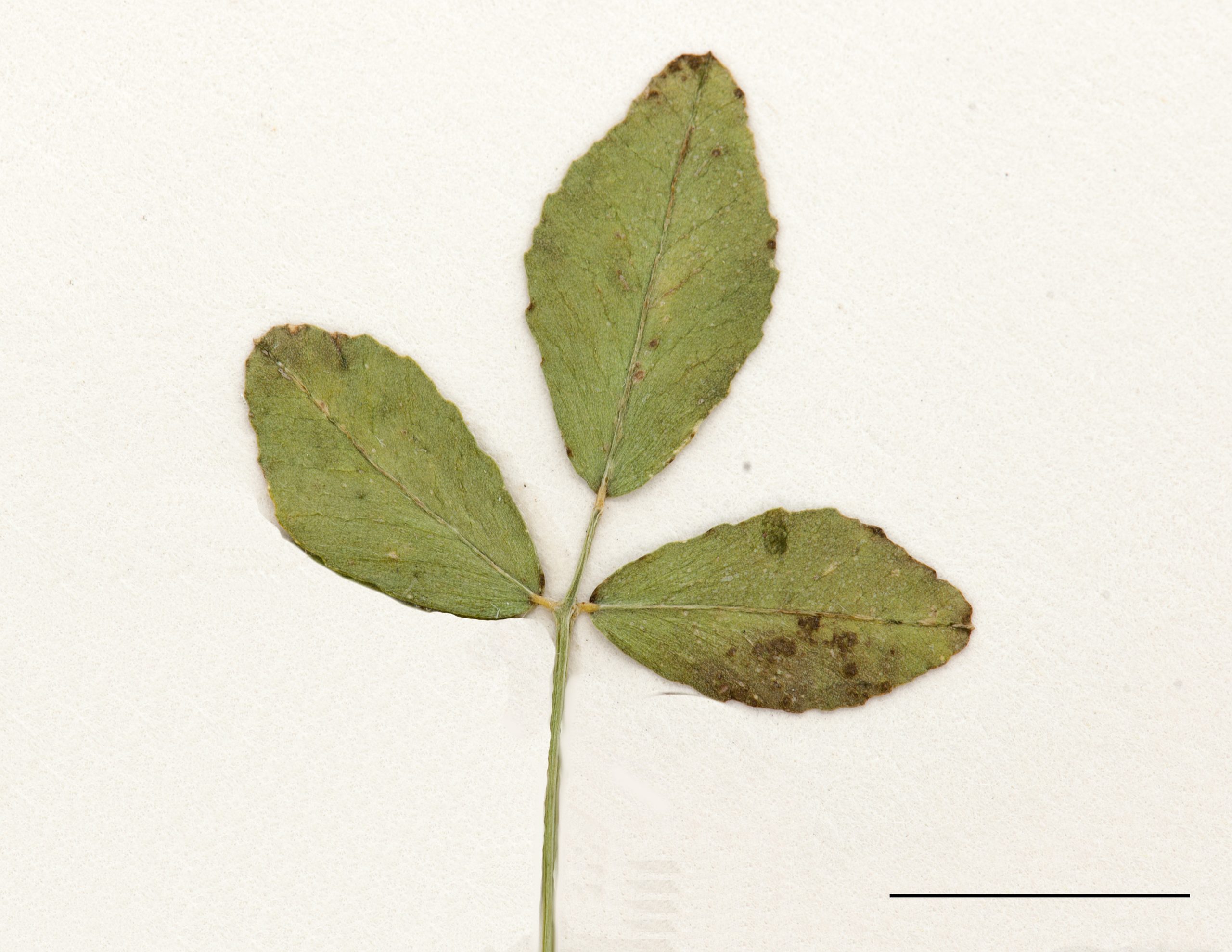 Feuille trifoliée, folioles oblongues, marge dentée