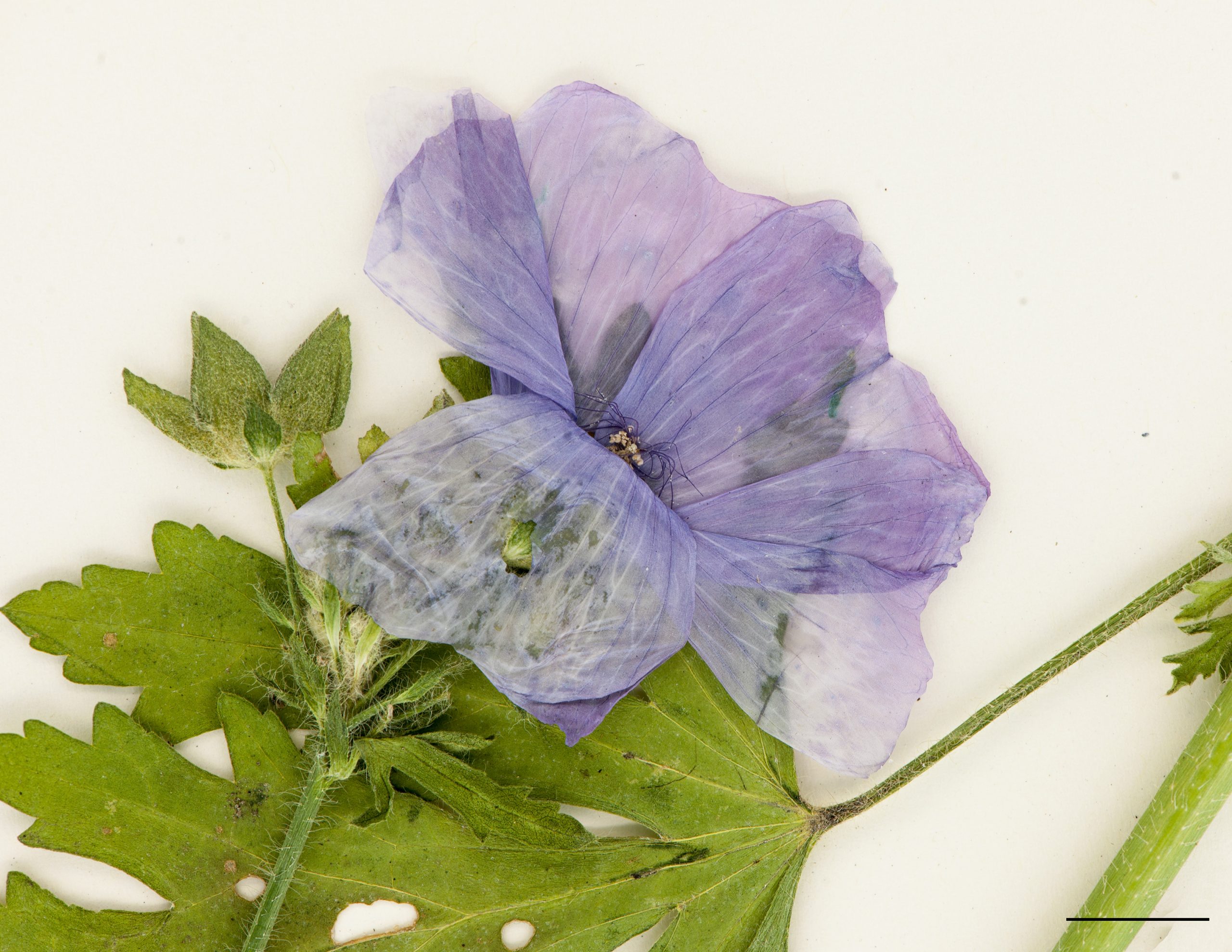 Fleurs de grande taille, pétales de couleur rose ou blanche, 5 à 8 fois plus longs que les sépales.