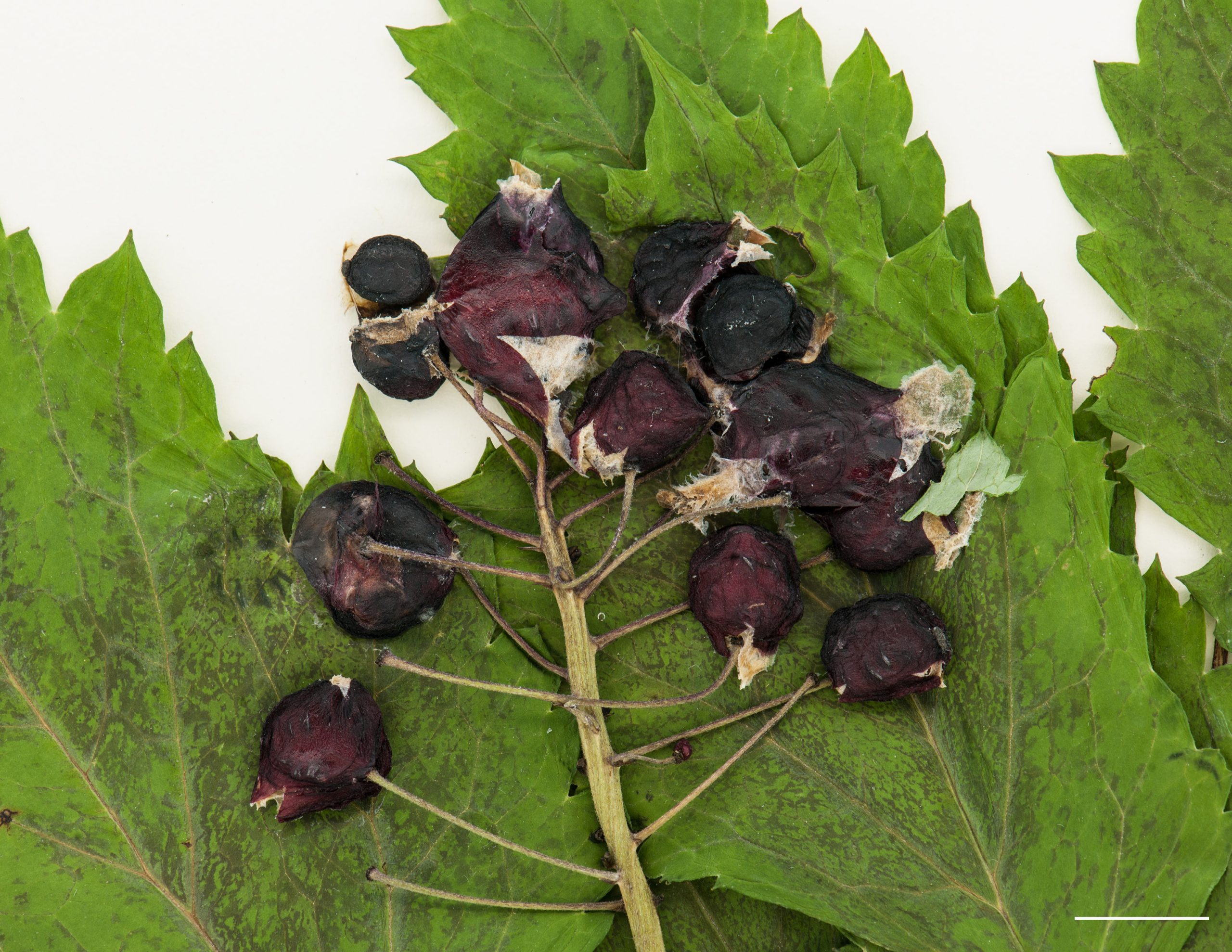 Fruit : baies violacés