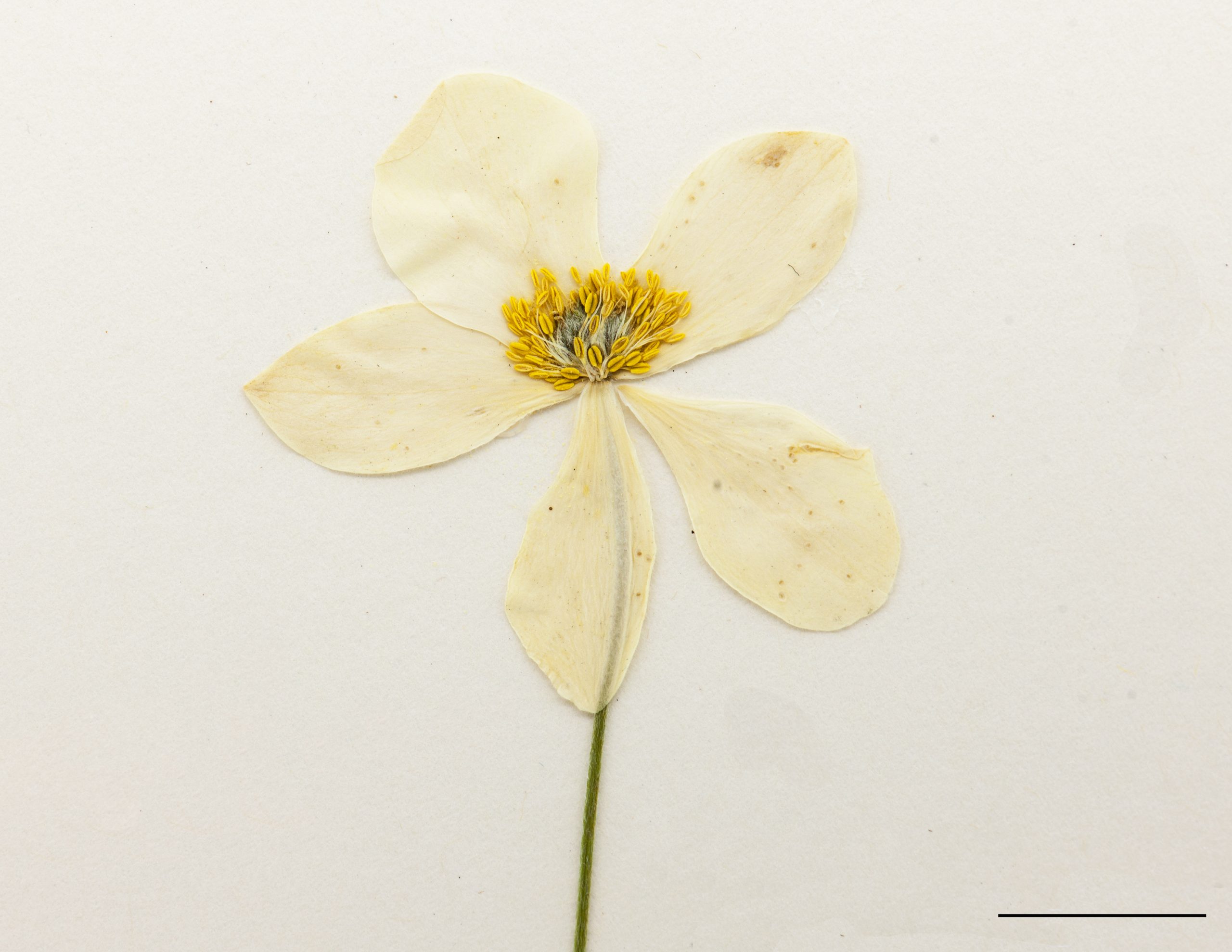 Fleur blanche, composée de 5 sépales (pétaloîdes), sur un long pédoncule