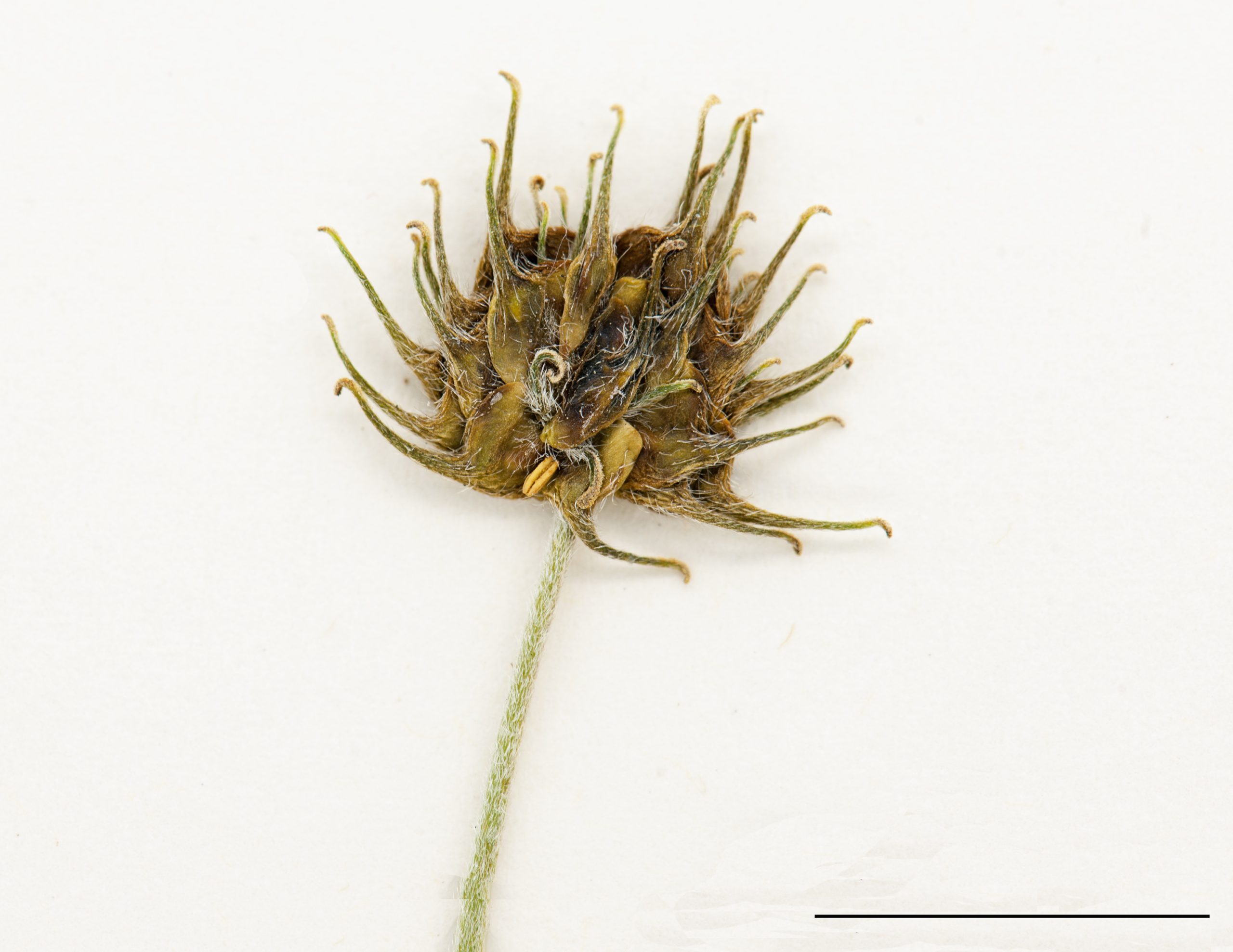 Akènes comprimés regroupés sur un réceptacle