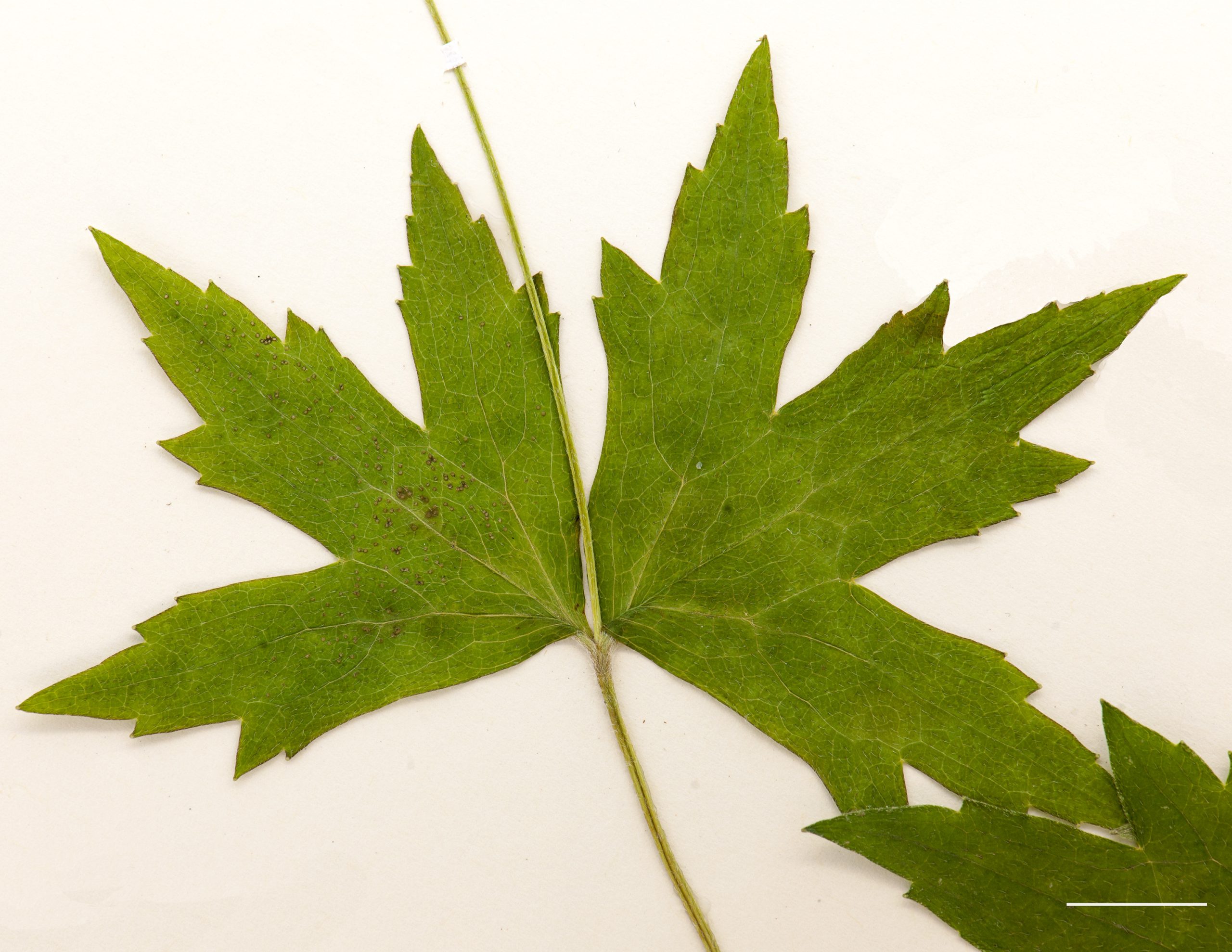 Feuille profondément divisée, plus larges que longue