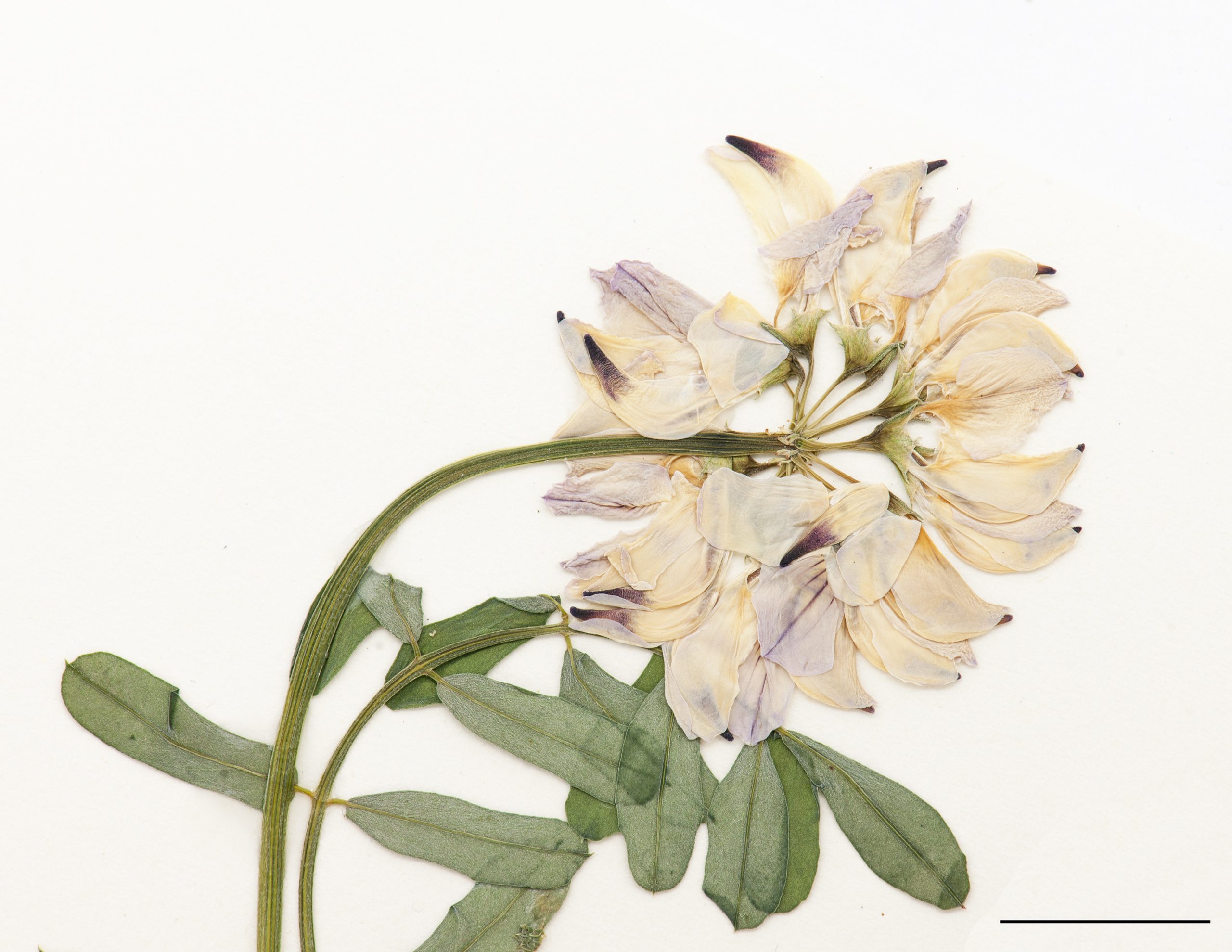 Fleurs irrégulières, colorées de rose et blanc; disposées en une ombelle sphérique sur un pédoncule.