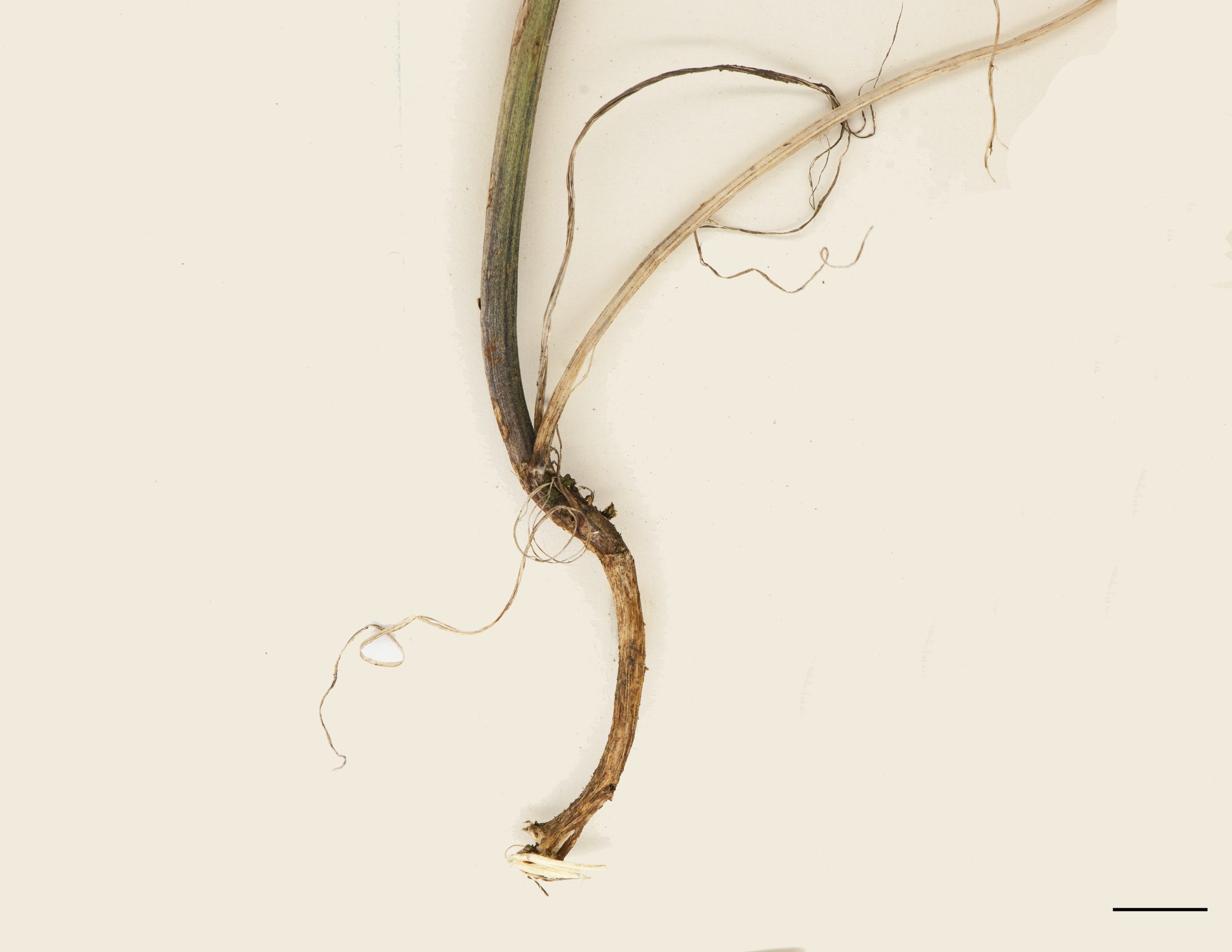 Rhizome