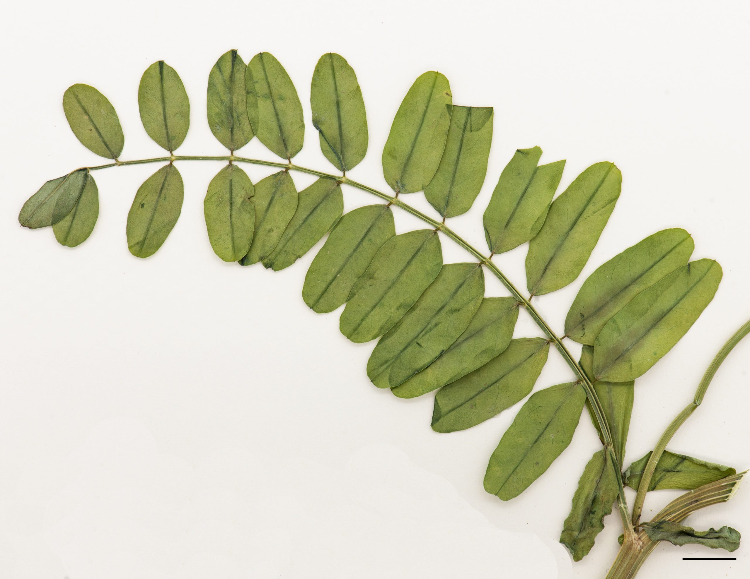 Feuille composées de 5 à 10 paires de folioles elliptiques.
