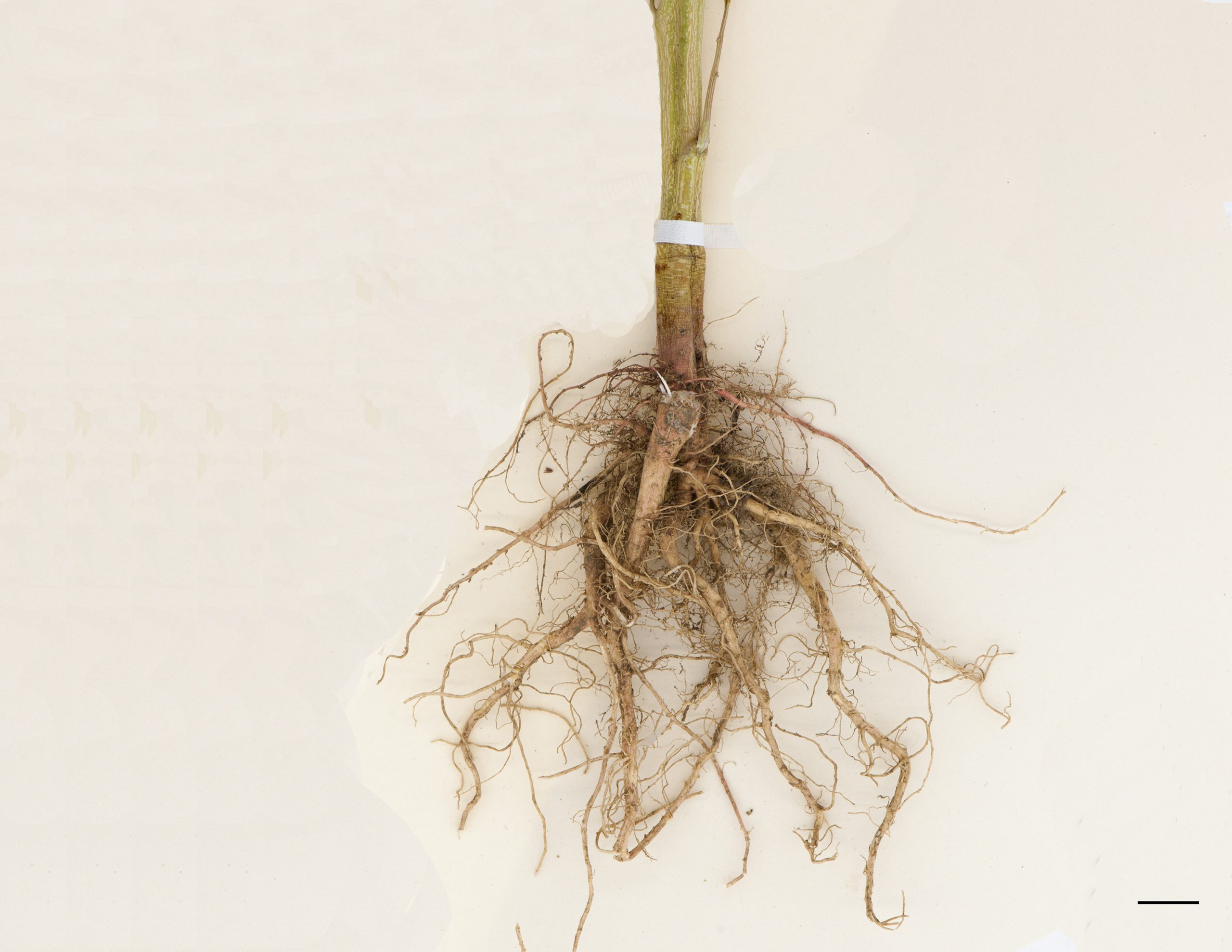 Système racinaire composé d'une courte racine pivotante et ramifiée