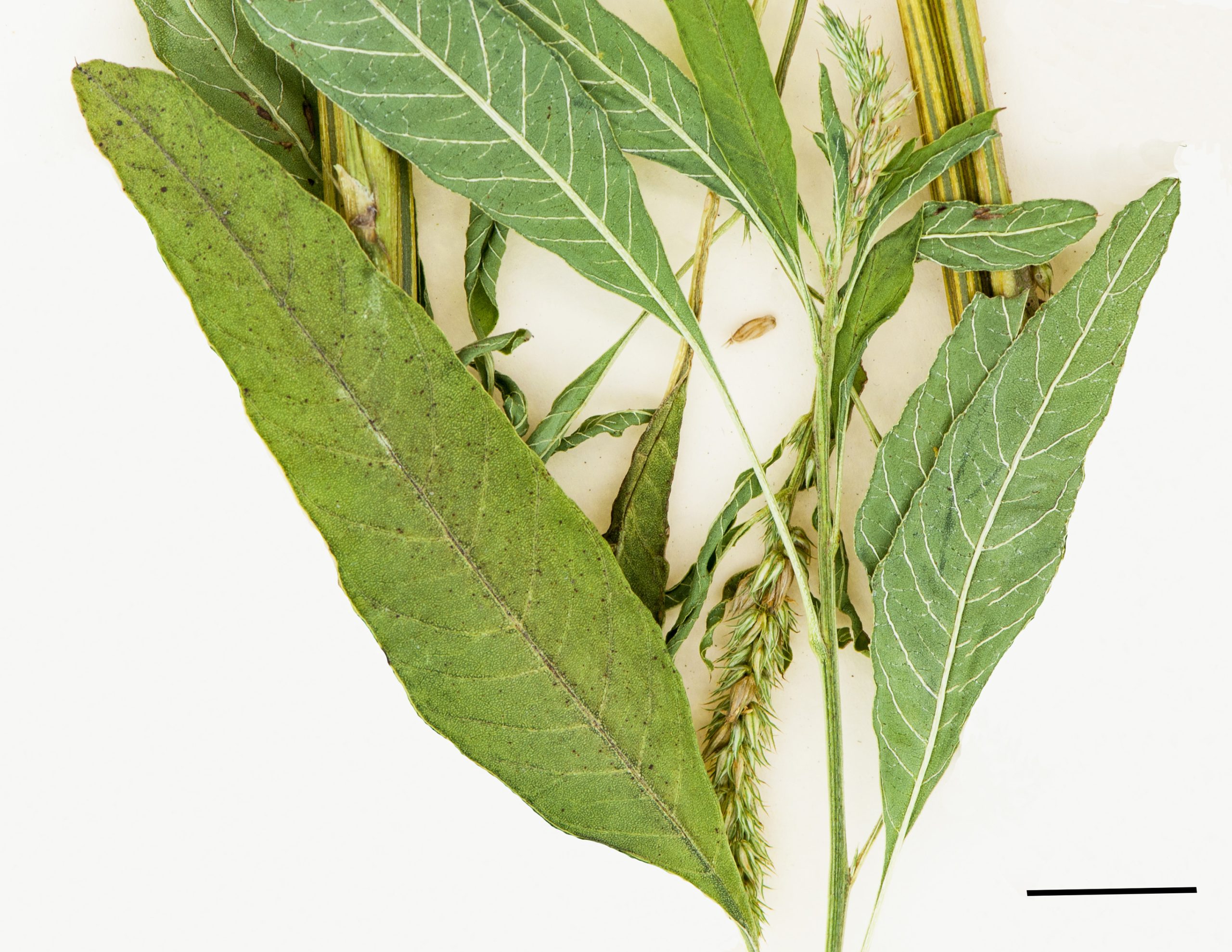 Feuilles de forme rhombique-oblongue, longuement pétiolées