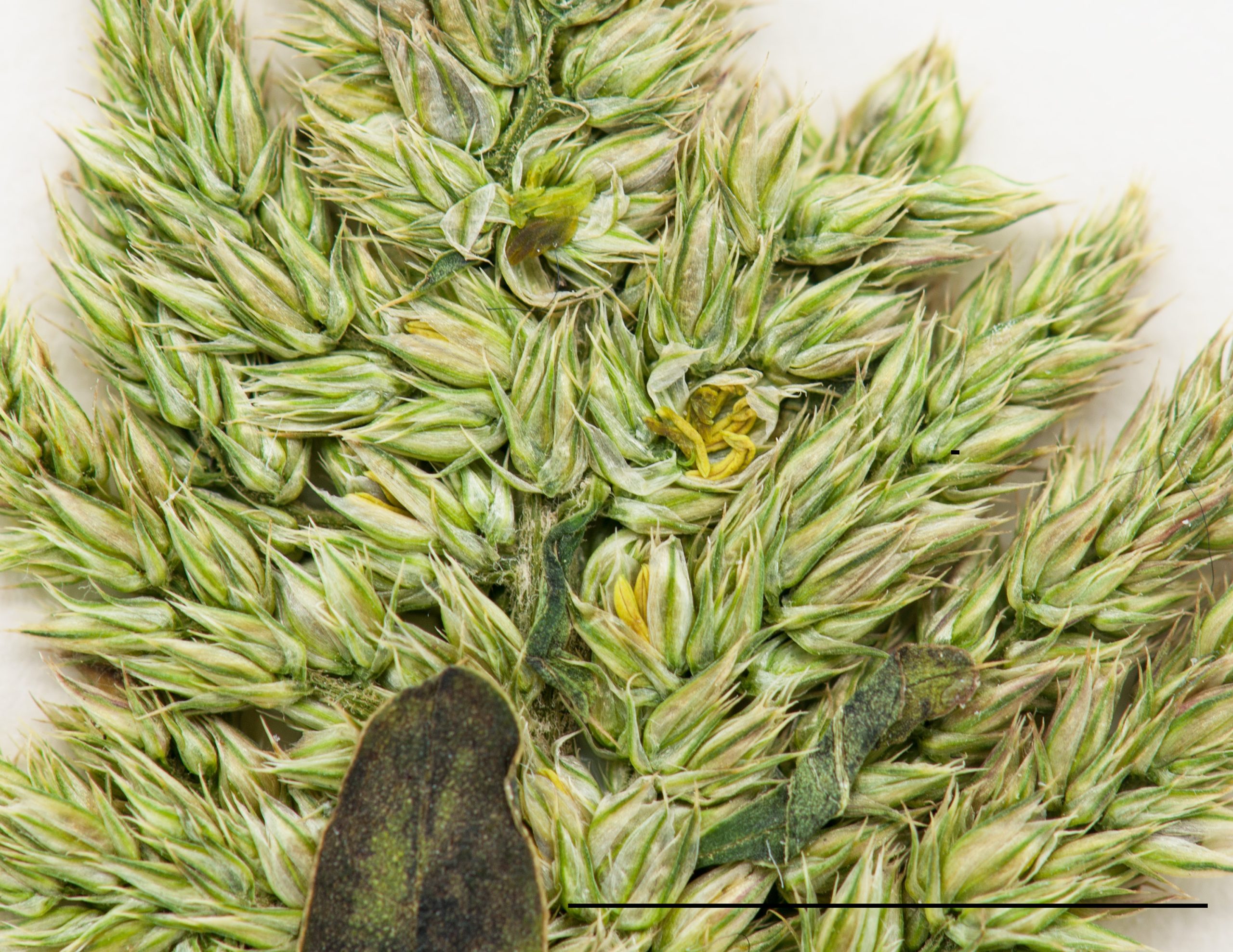 Fleurs mâles composées de 5 tépales verdâtres, plante dioïque