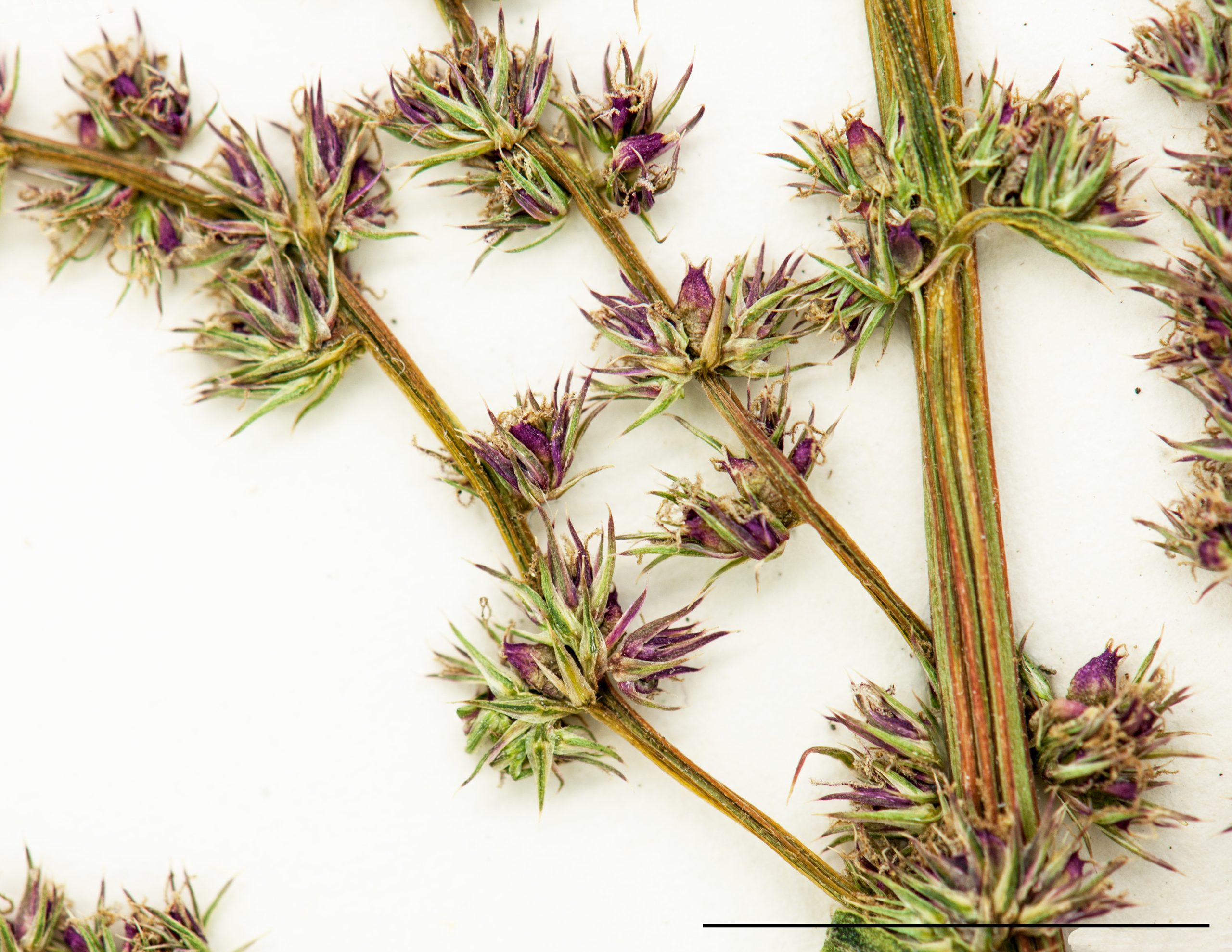 Fleurs femelles très petites, composées de 1 à 2 tépales