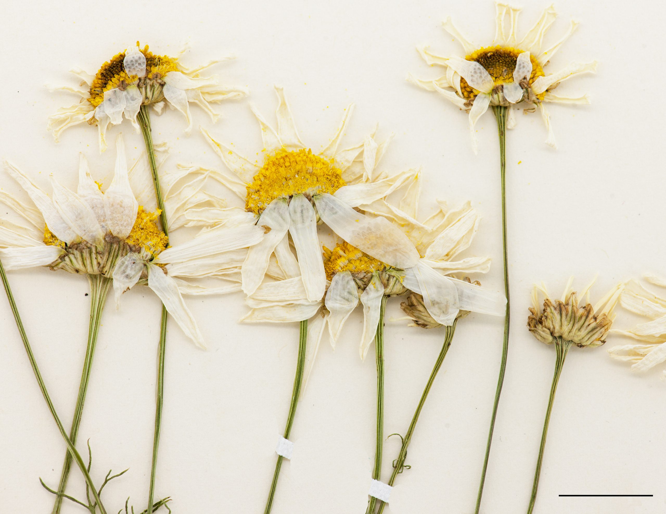 Capitules bombés composés de fleurs jaunes tubuleuses au centre et de rayons blancs sur le pourtour.