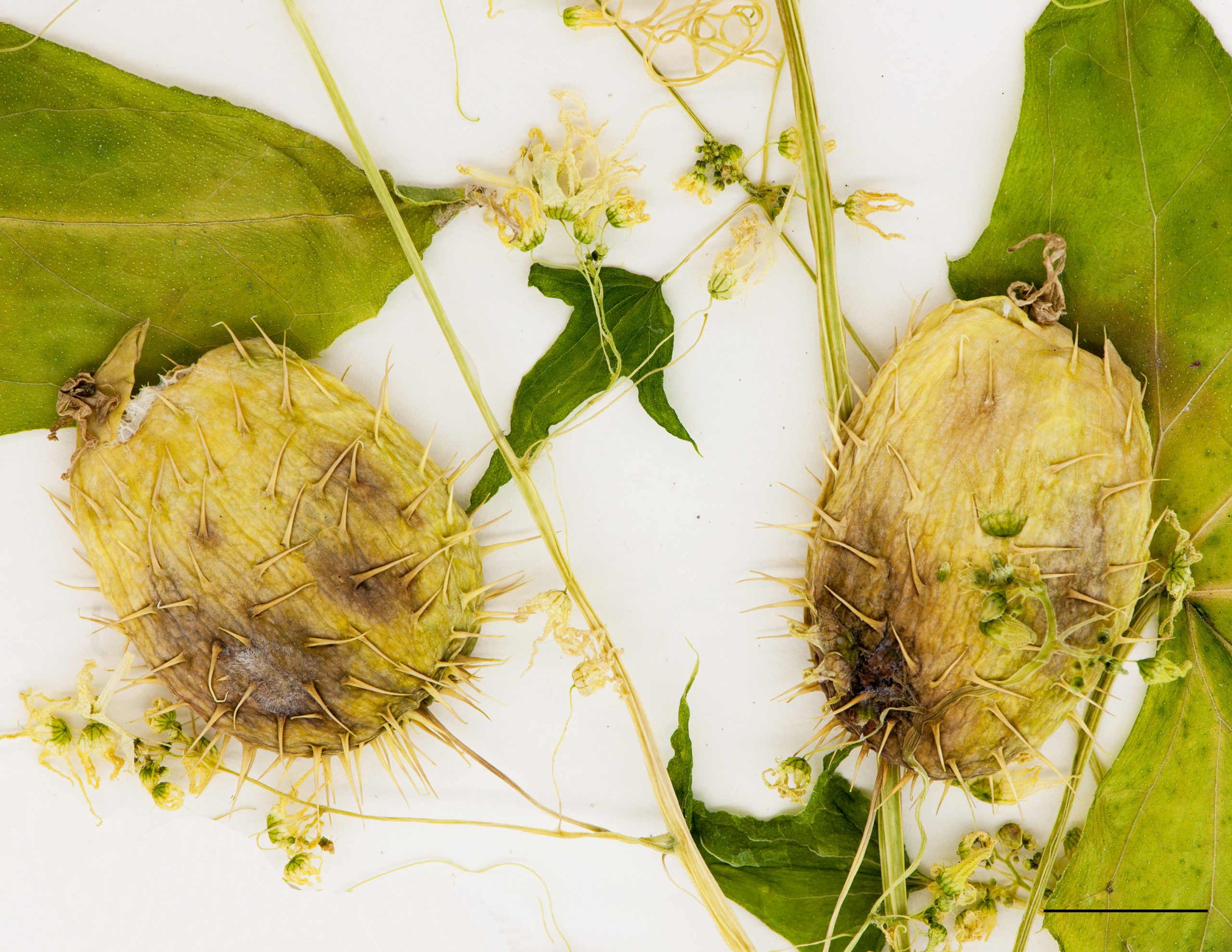 Fruit ovoïde, volumineux, couvert d’épines grêles, s’ouvrant par son sommet pour libérer les graines (4 graines).