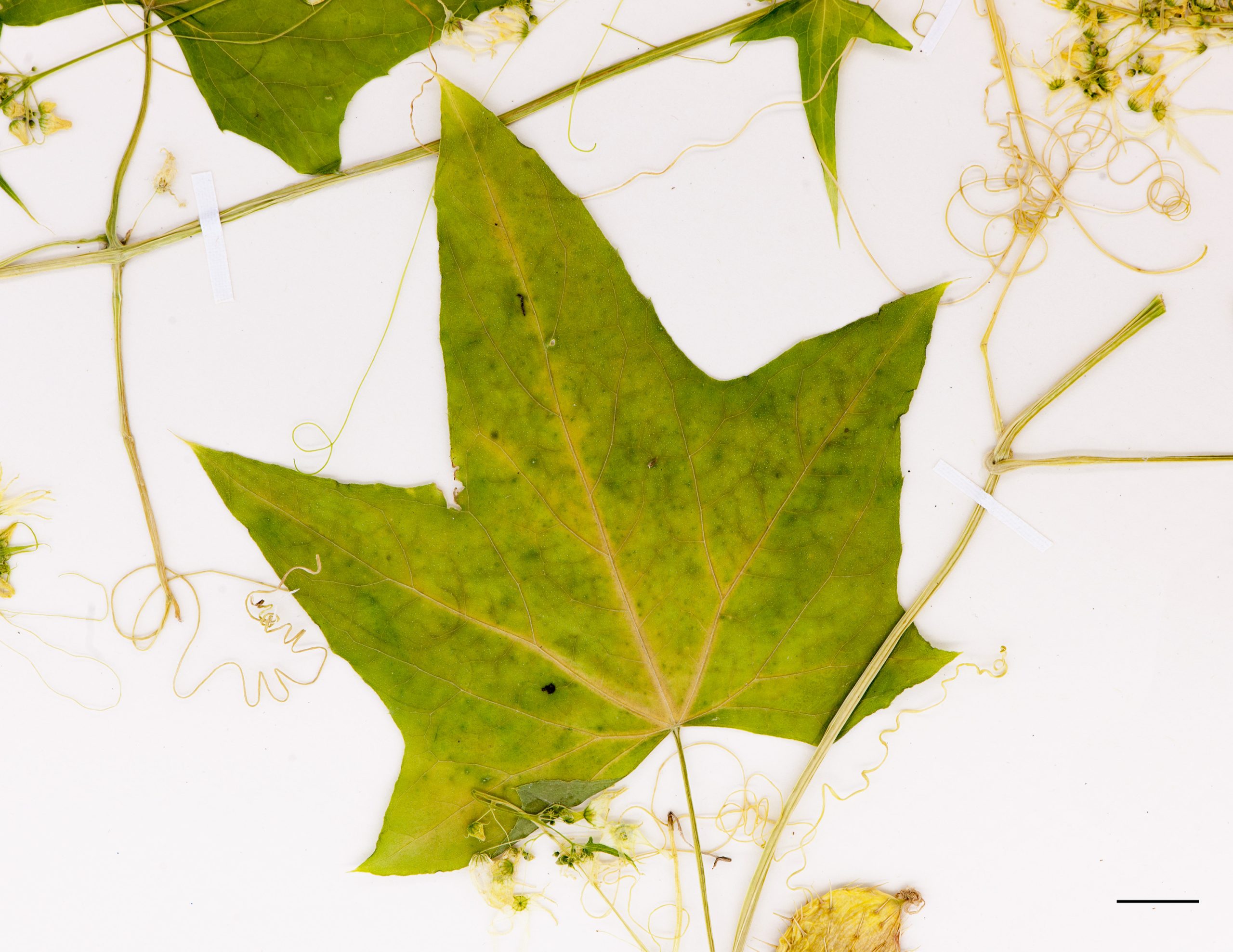 Feuille de grande taille, semblable à celle du concombre cultivé, découpée en 5 lobes, à marge finement dentée.