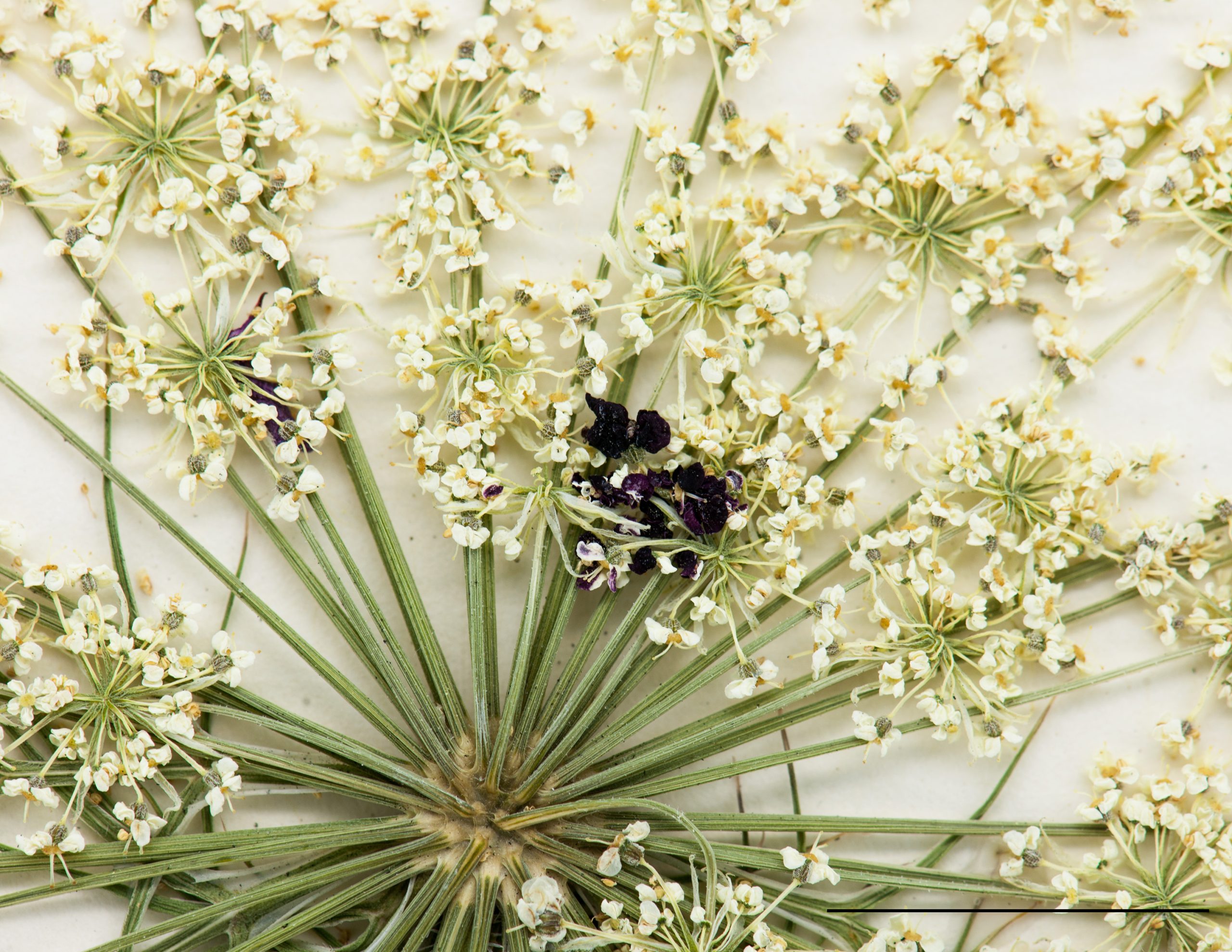 Fleur pourpre au centre de chaque ombelle.