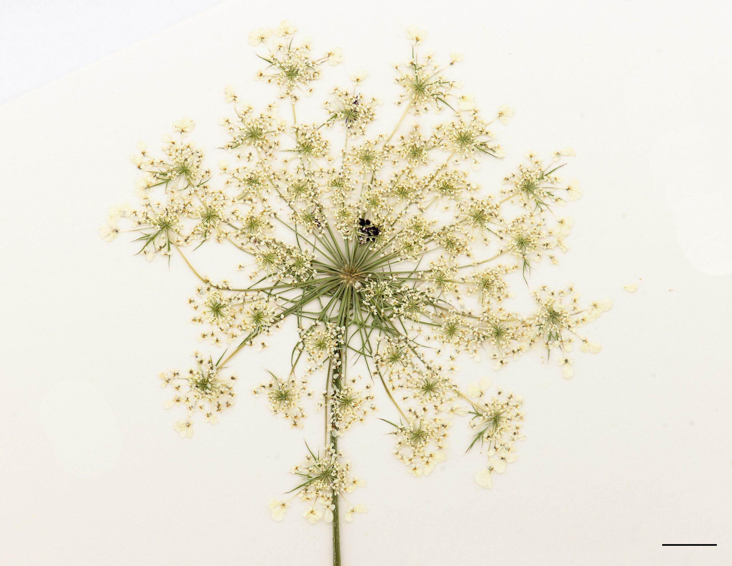 Fleurs blanches réunies en ombelles qui se composent elles-mêmes de plusieurs ombellules; à maturité les ombelles se contractent en nid d’oiseau.