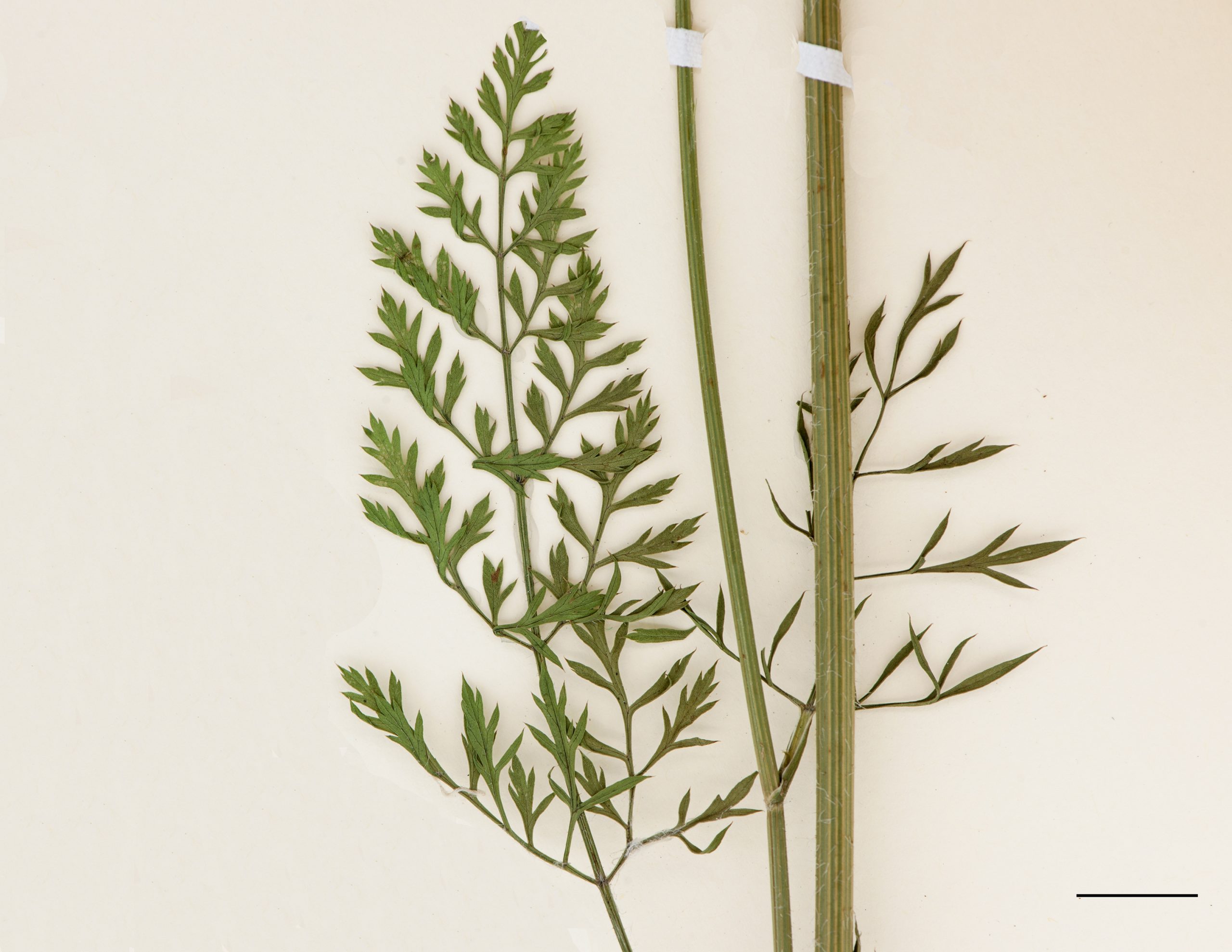 Feuilles profondément découpées, les segments ultimes sont terminés par un mucron, tige striée recouverte de poils raides.