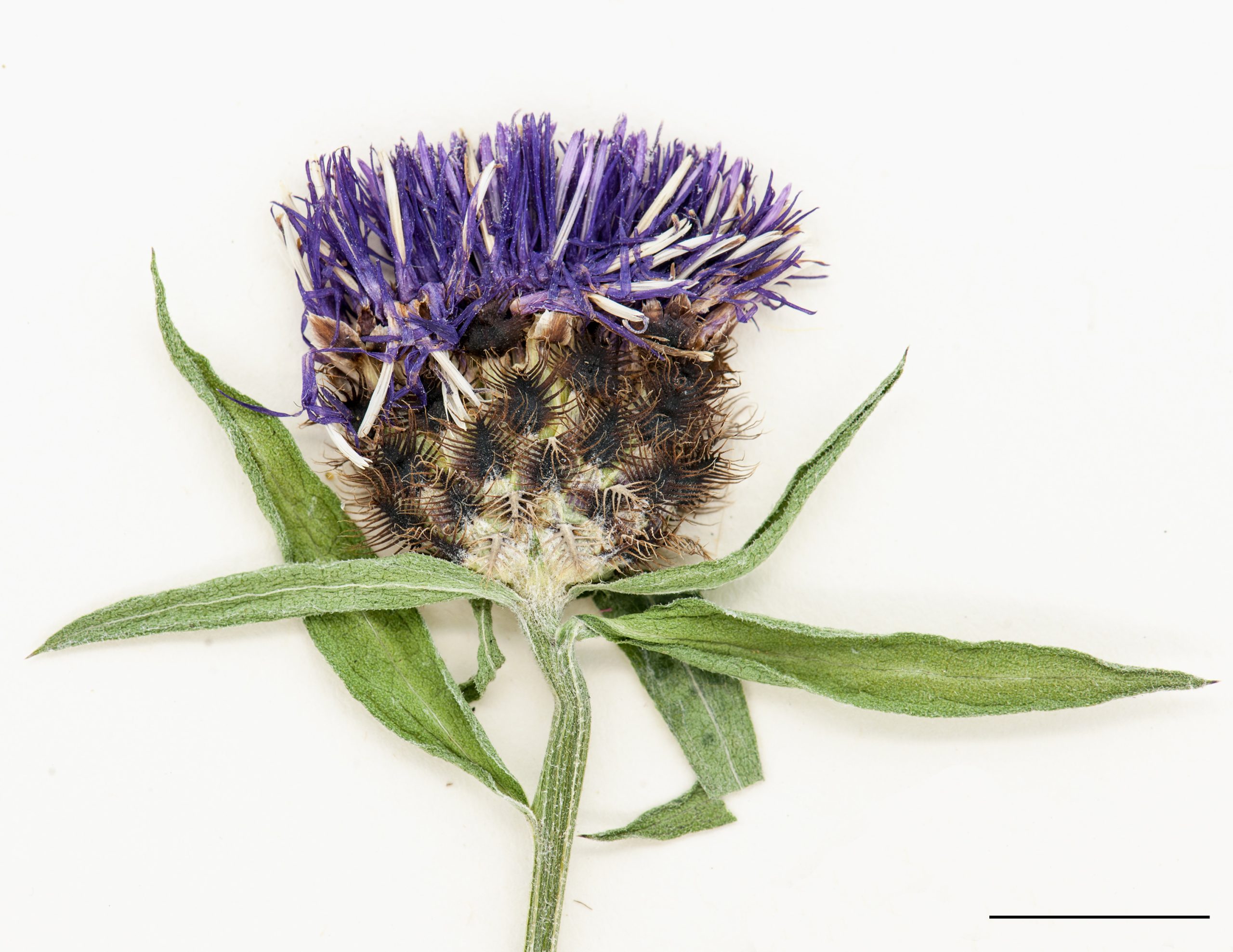 Capitule, fleurons de couleur rose-pourpre, bractées portant des cils plumeux