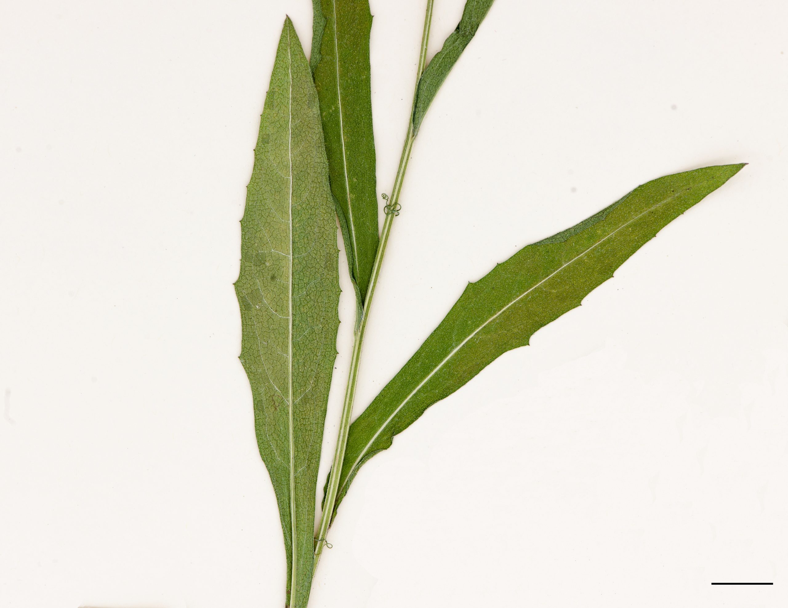 Feuille à marge irrégulièrement dentée