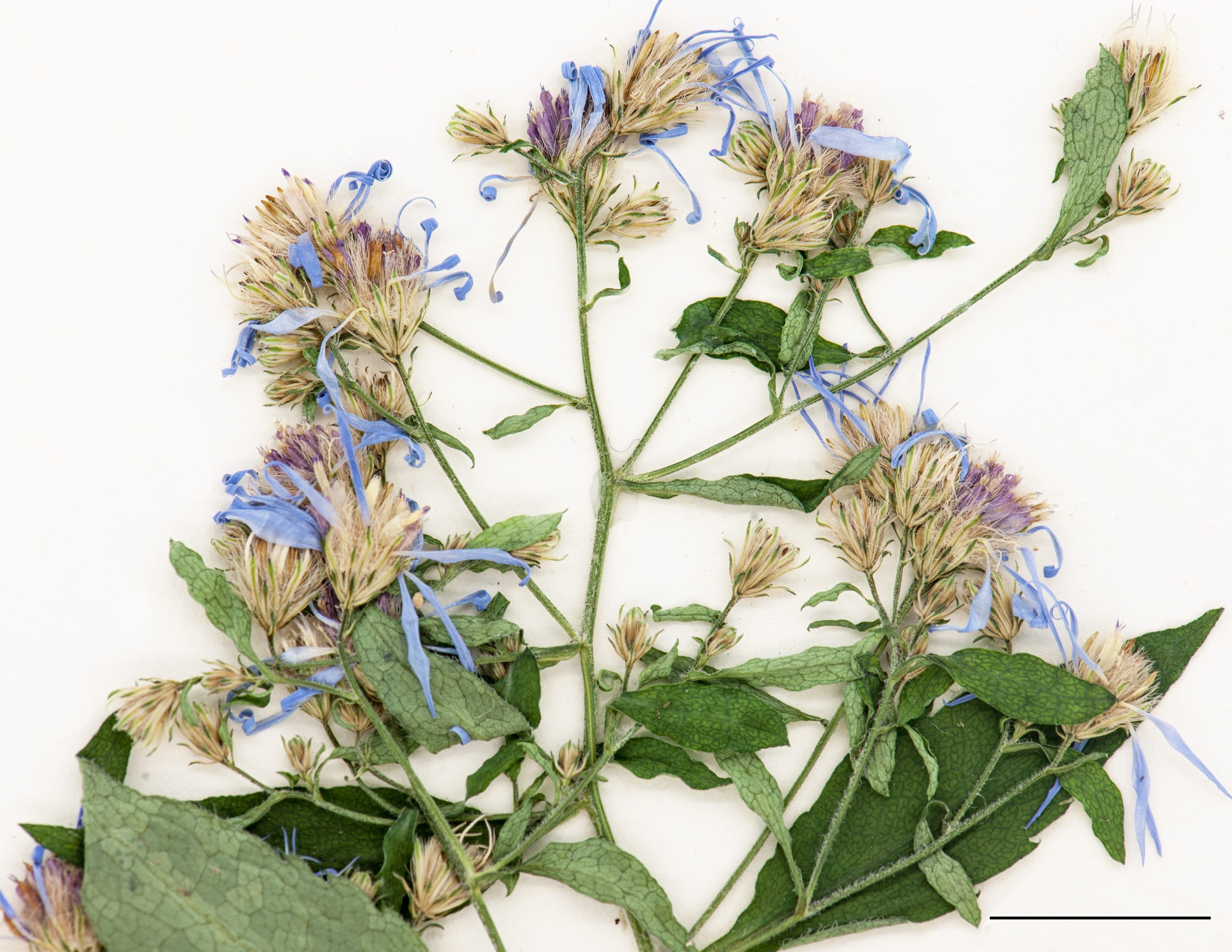 Capitules à rayons bleus