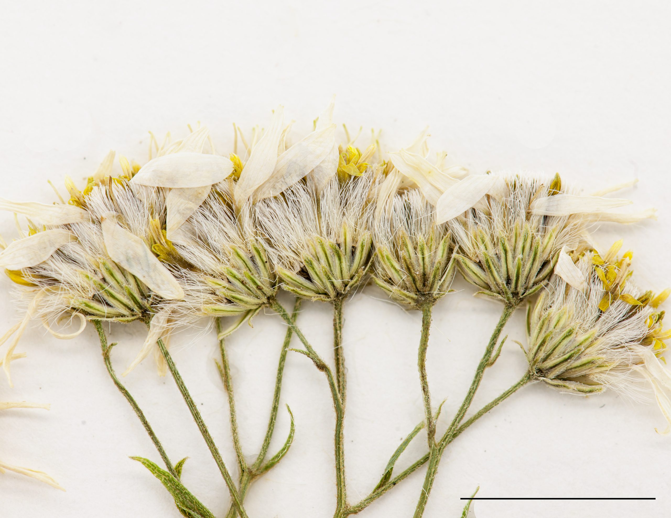 Inflorescence, capitules à rayons blancs