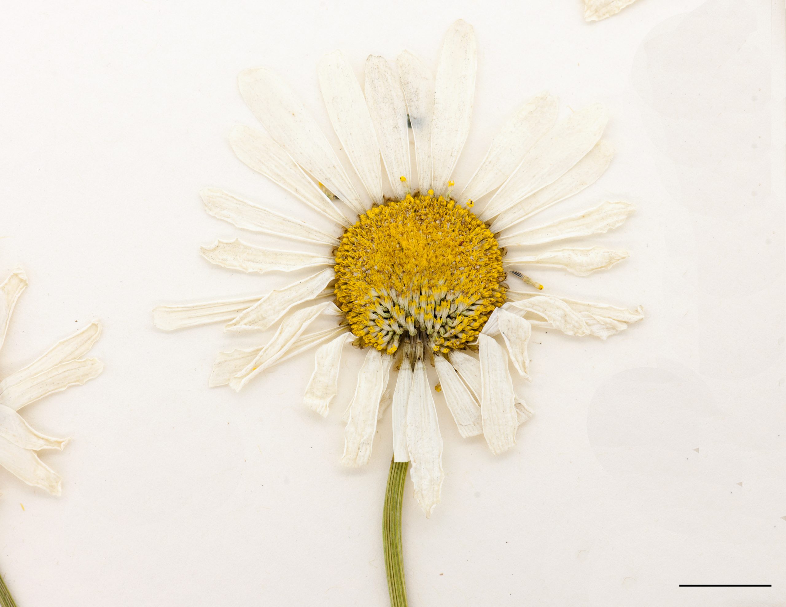Capitule de grande taille comptant de nombreux rayons blancs sur le pourtour et des fleurons jaunes en forme de tube au centre.