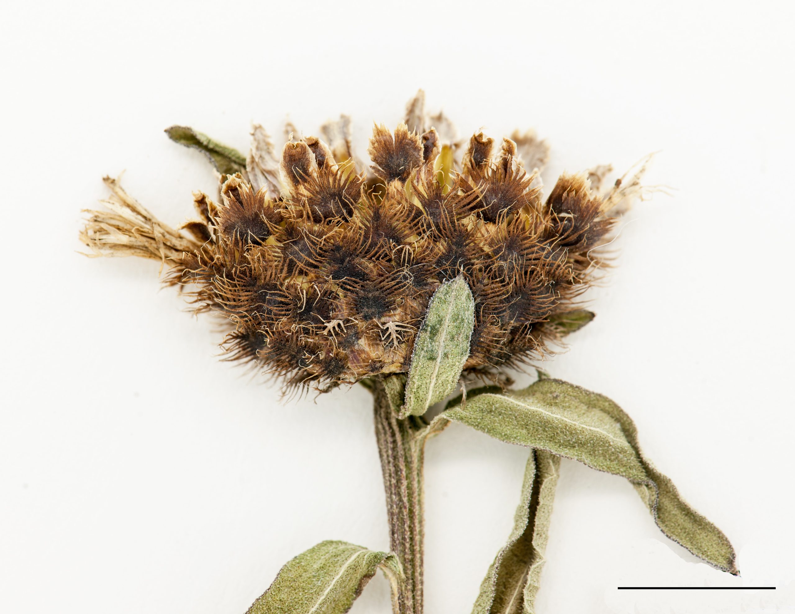 Capitule mature, bractées de couleur noirâtre