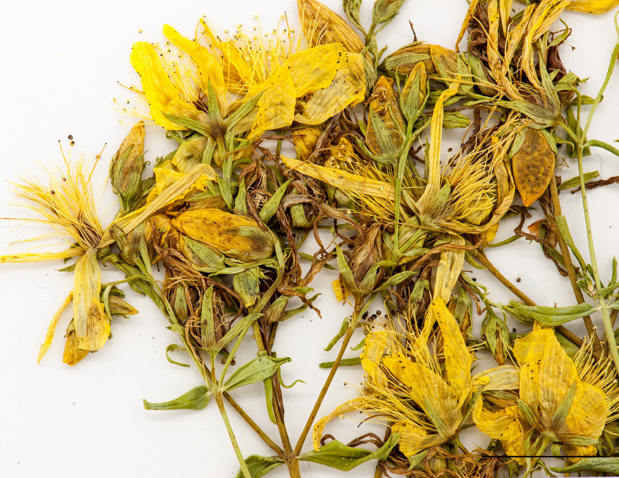 Fleurs jaunes, étamines nombreuses (15 à 40)