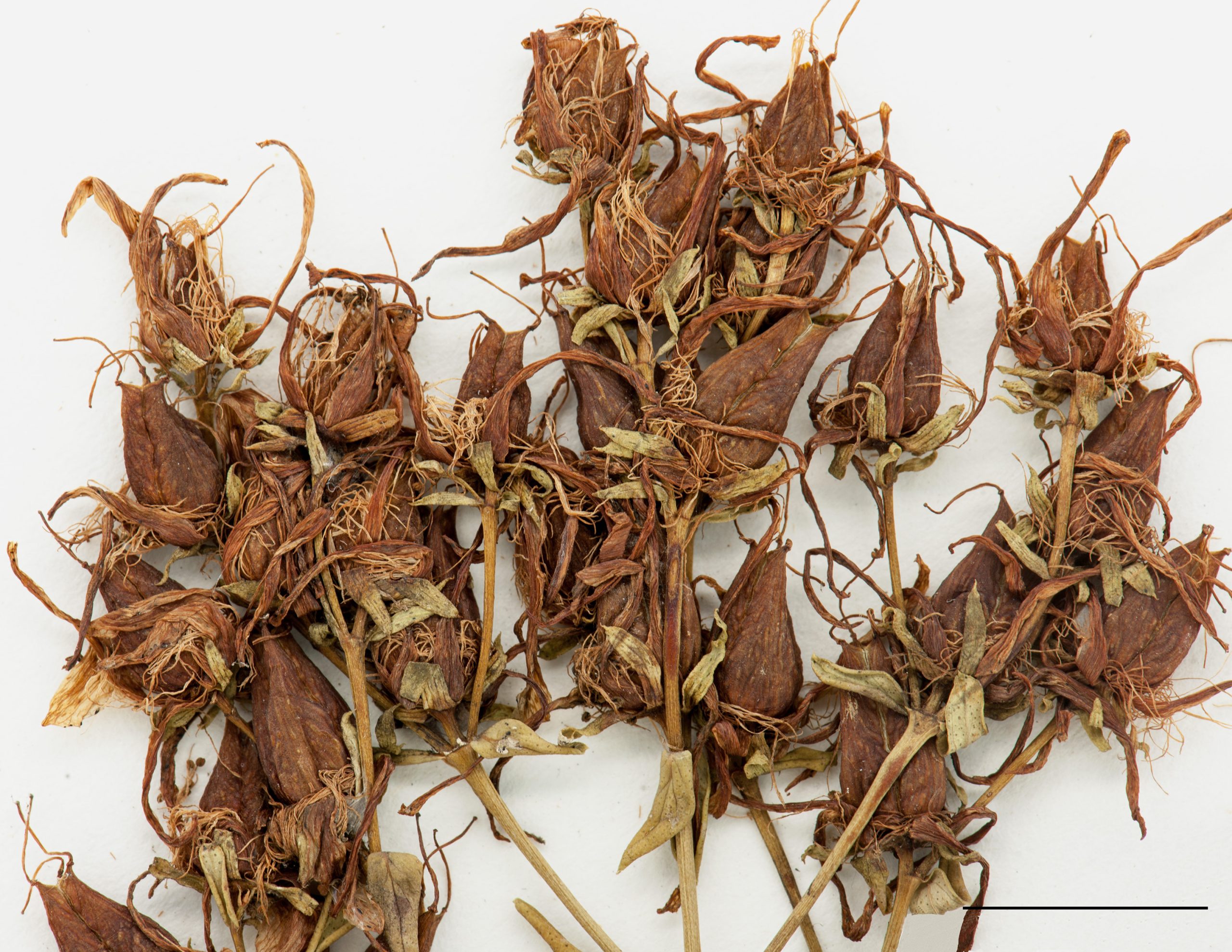 Fruits, capsules triloculaires
