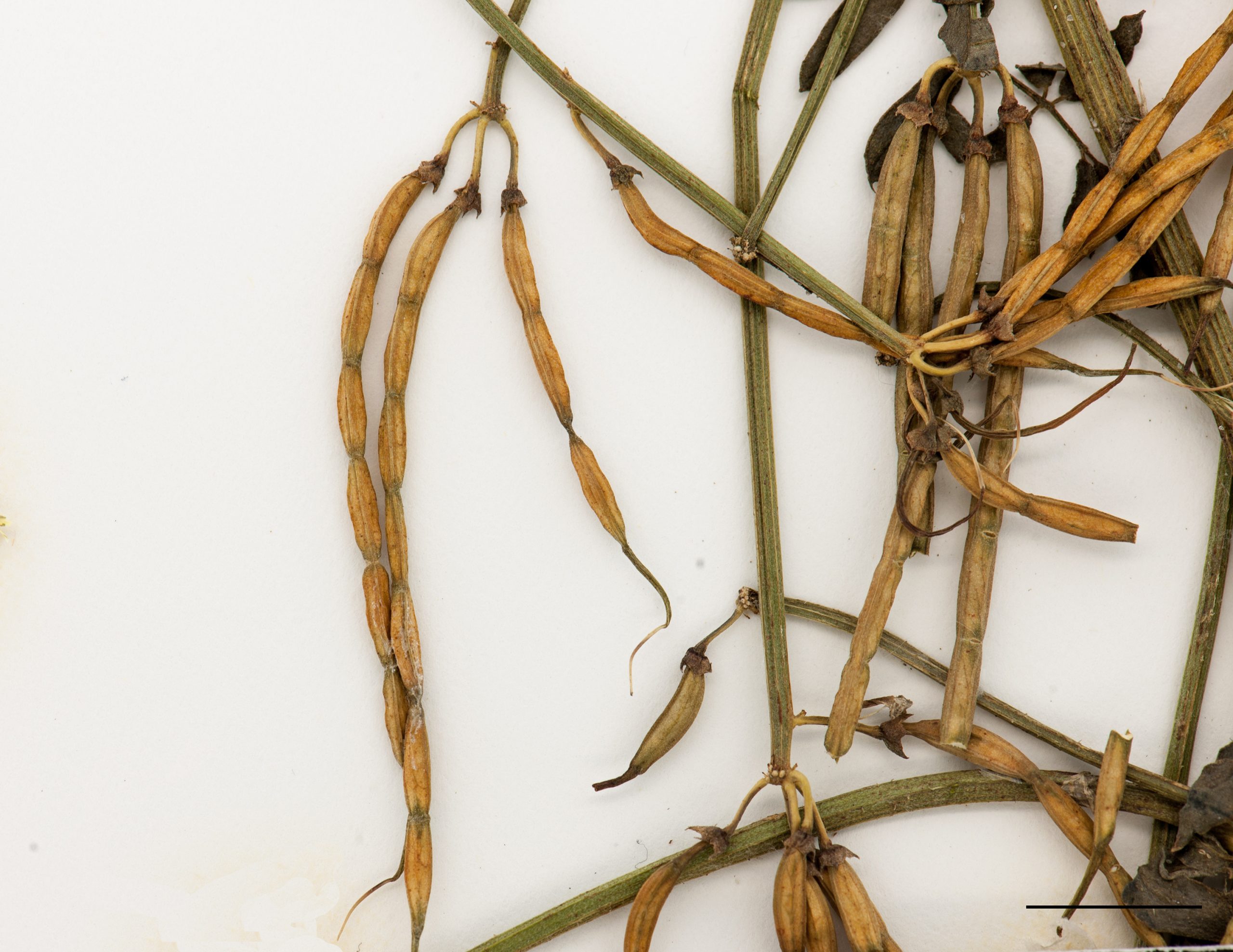 Fruit, gousses indéhiscentes, comprimées entre les graines.