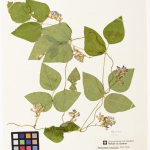 Amphicarpe bractéolée