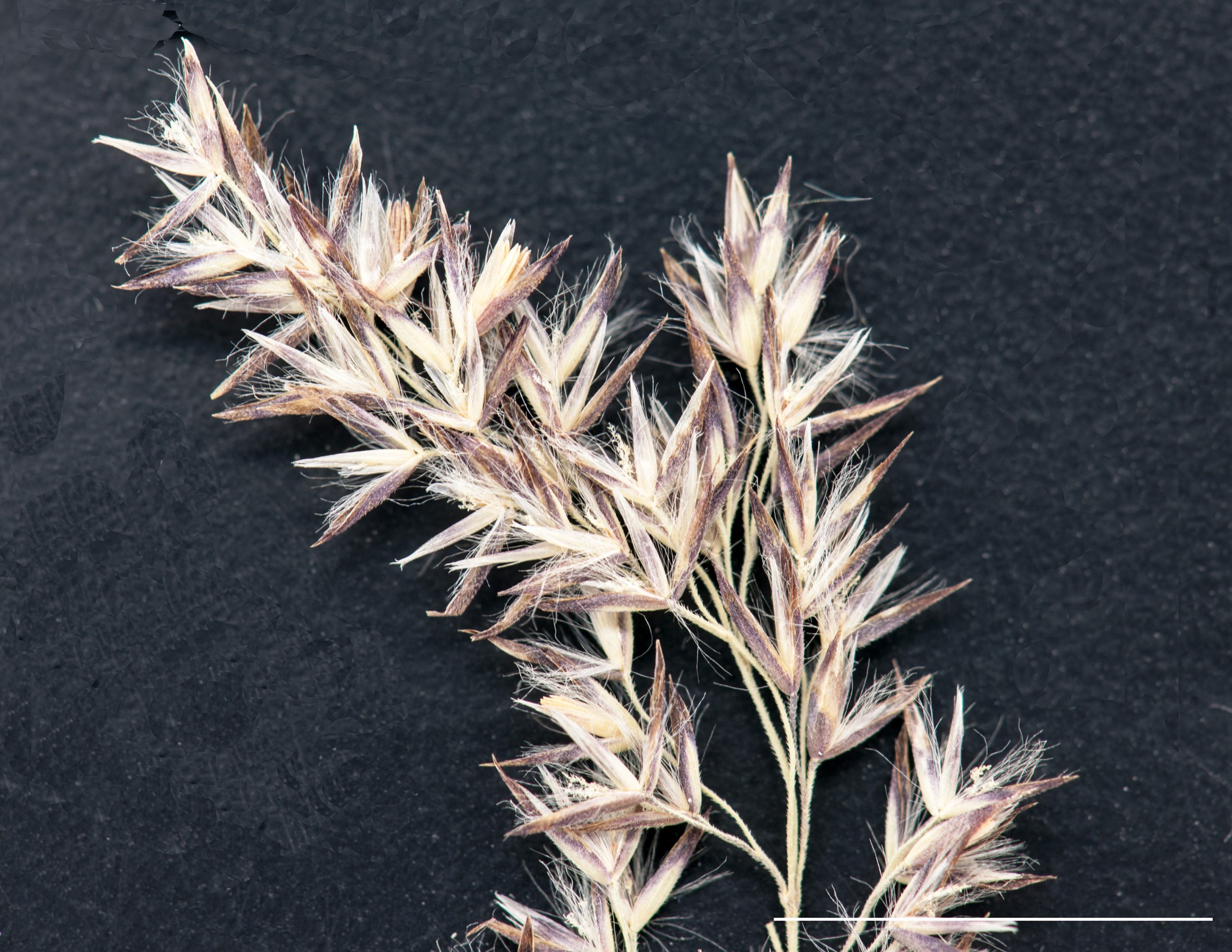 Épillets, section de panicule