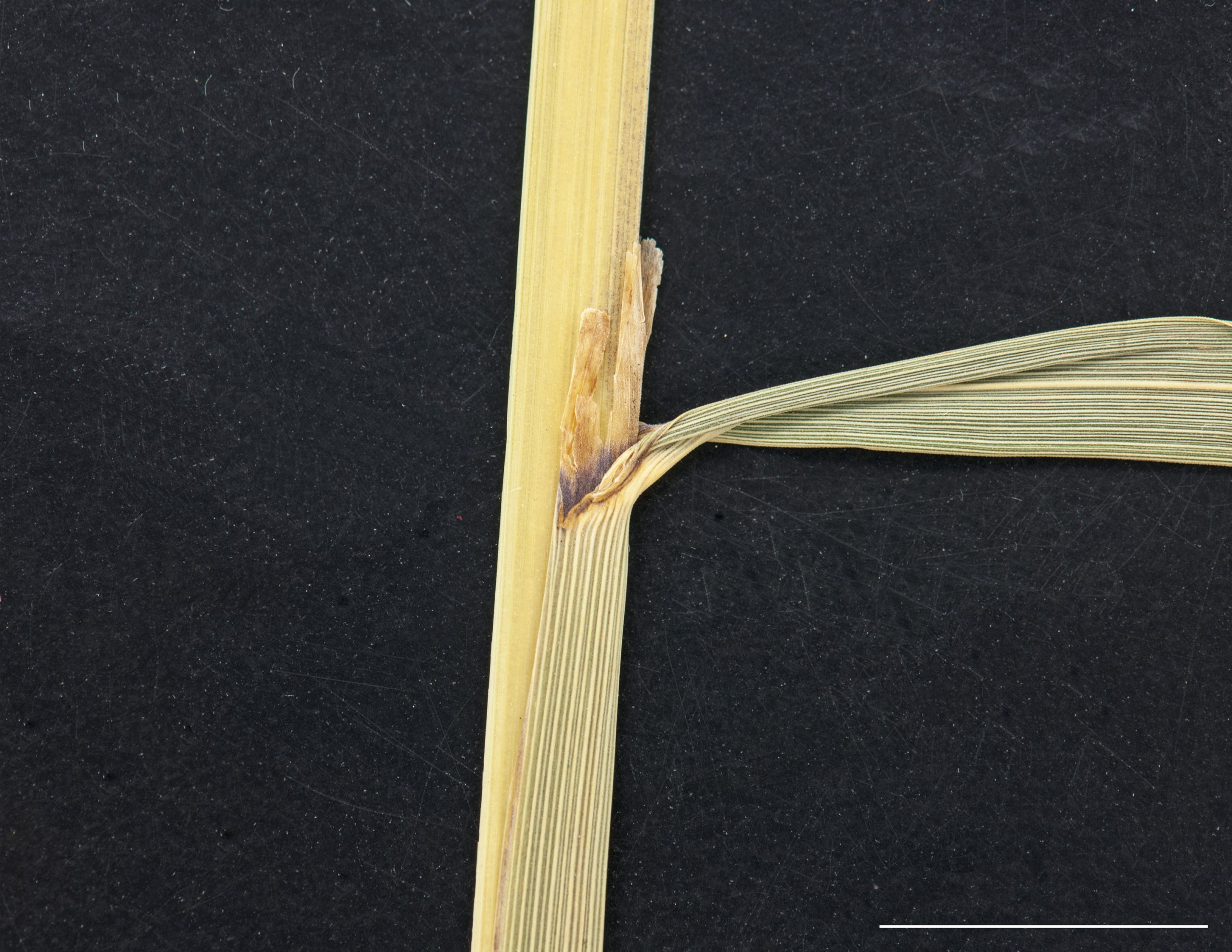 Ligule et bordure de la gaine