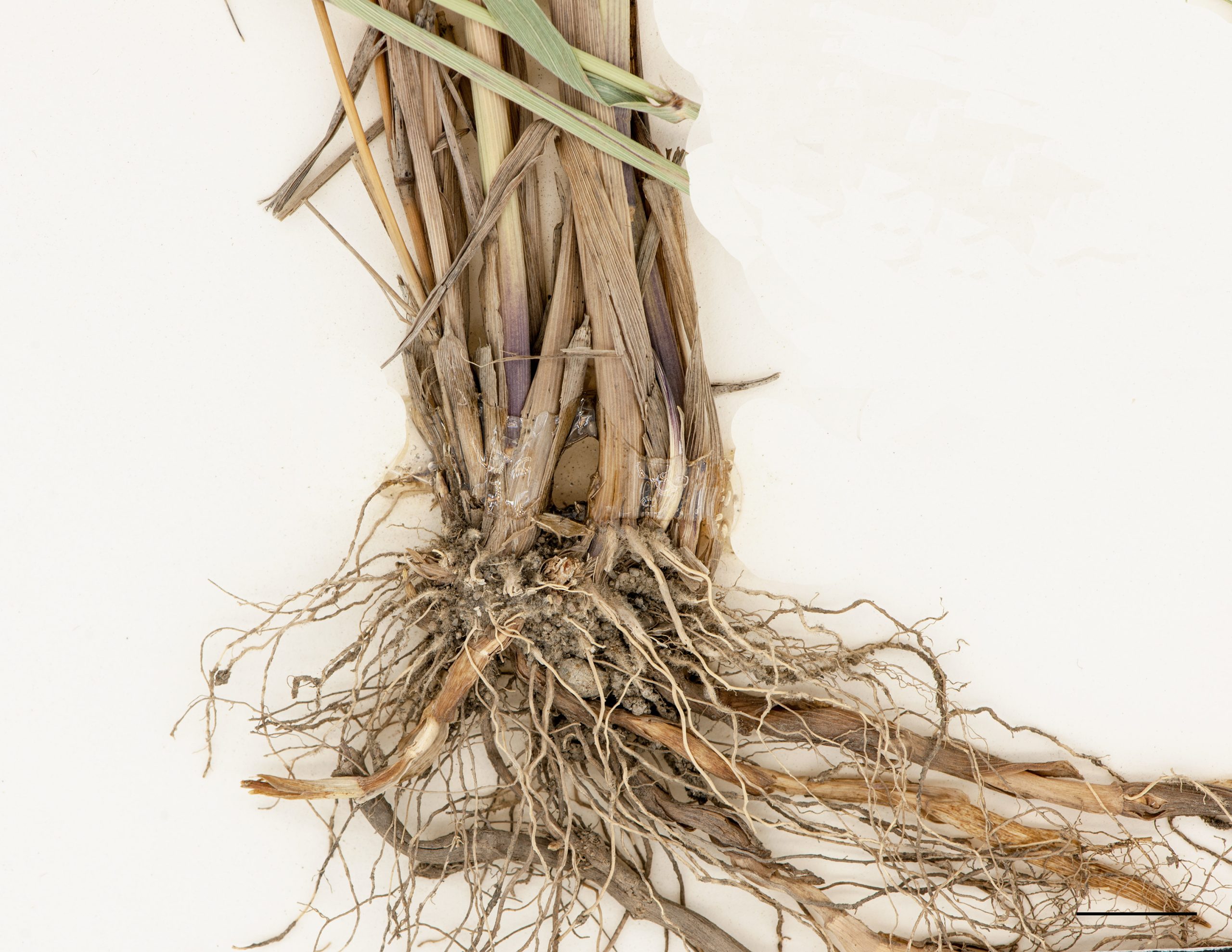 Rhizomes racines fibreuses