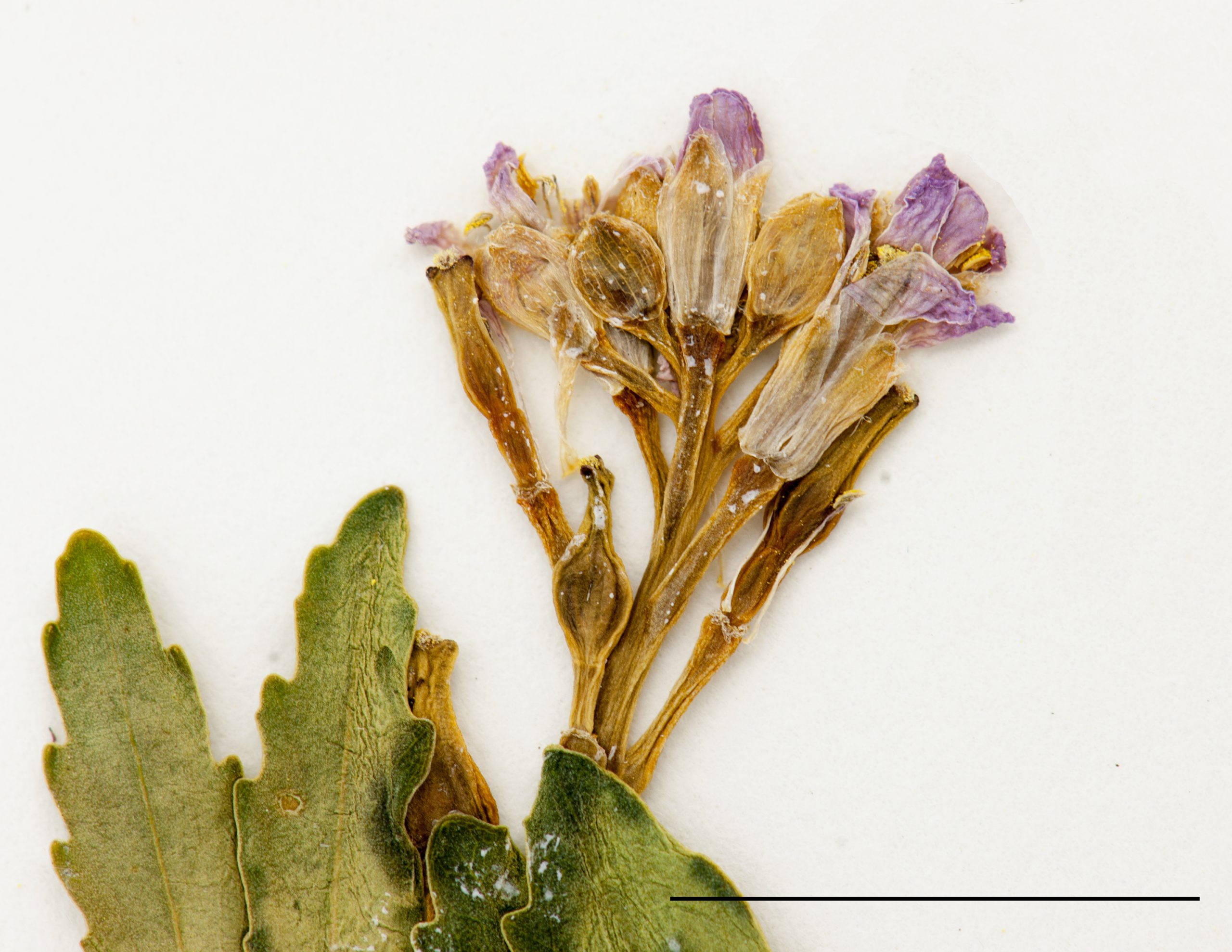 Inflorescence, fleurs