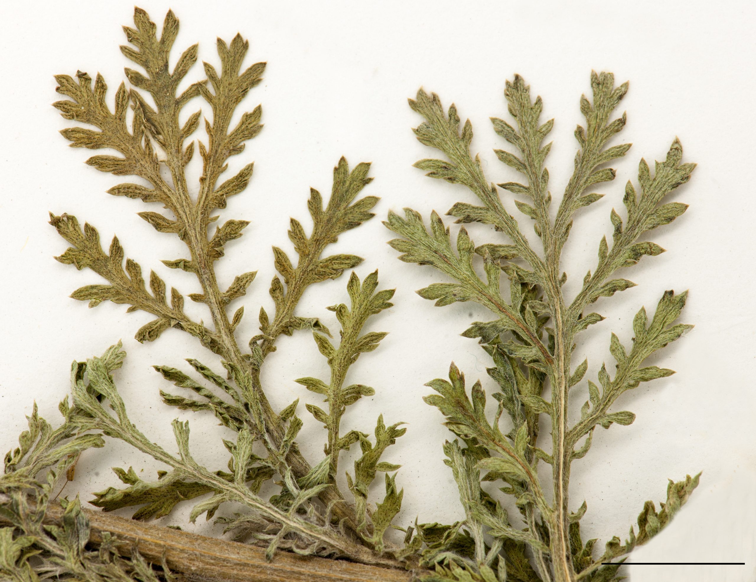 Feuilles profondément divisées en segments étroits