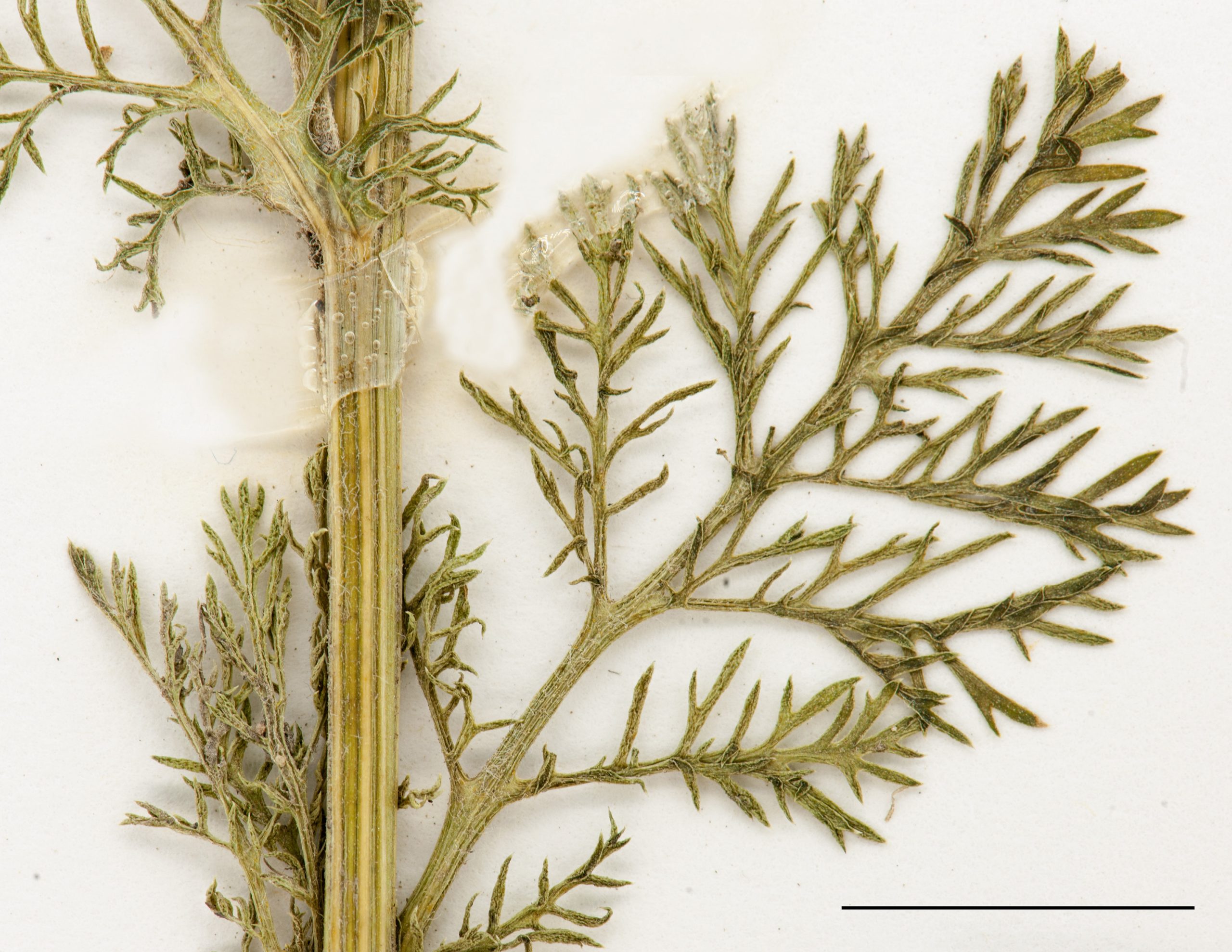 Feuille profondément divisée, légèrement pubescente