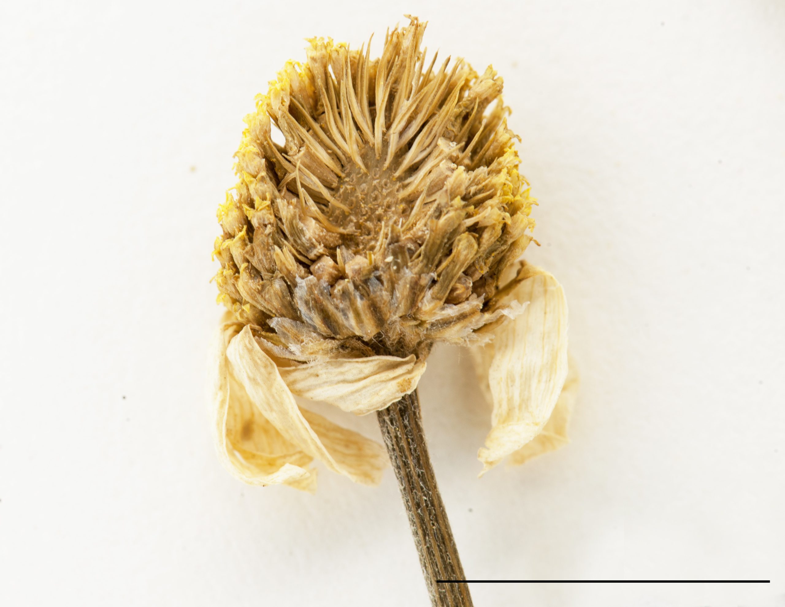 Réceptacle conique, bractées à l'aisselle des fleurons