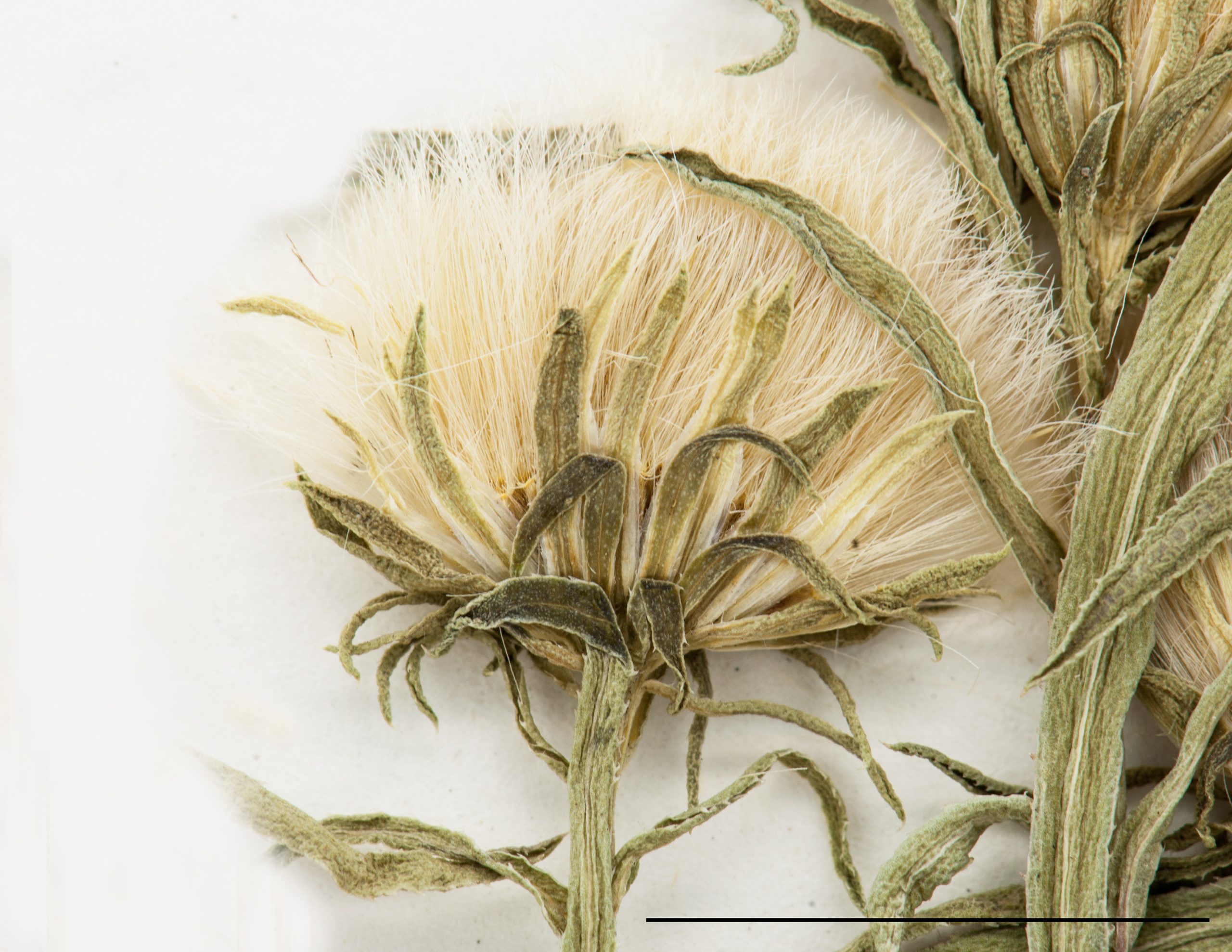 Akènes portant de longues soies