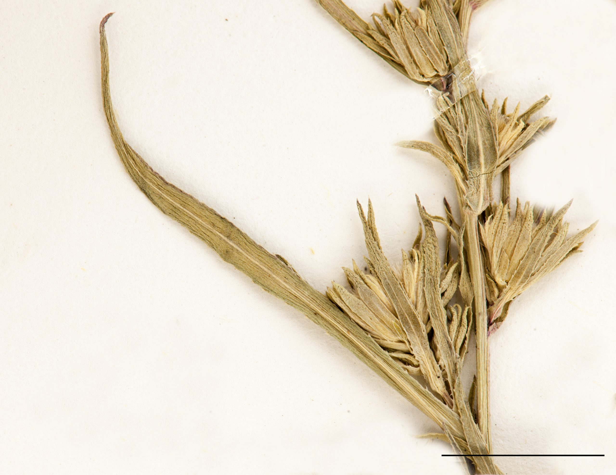 Feuille linéaire, à marge entière