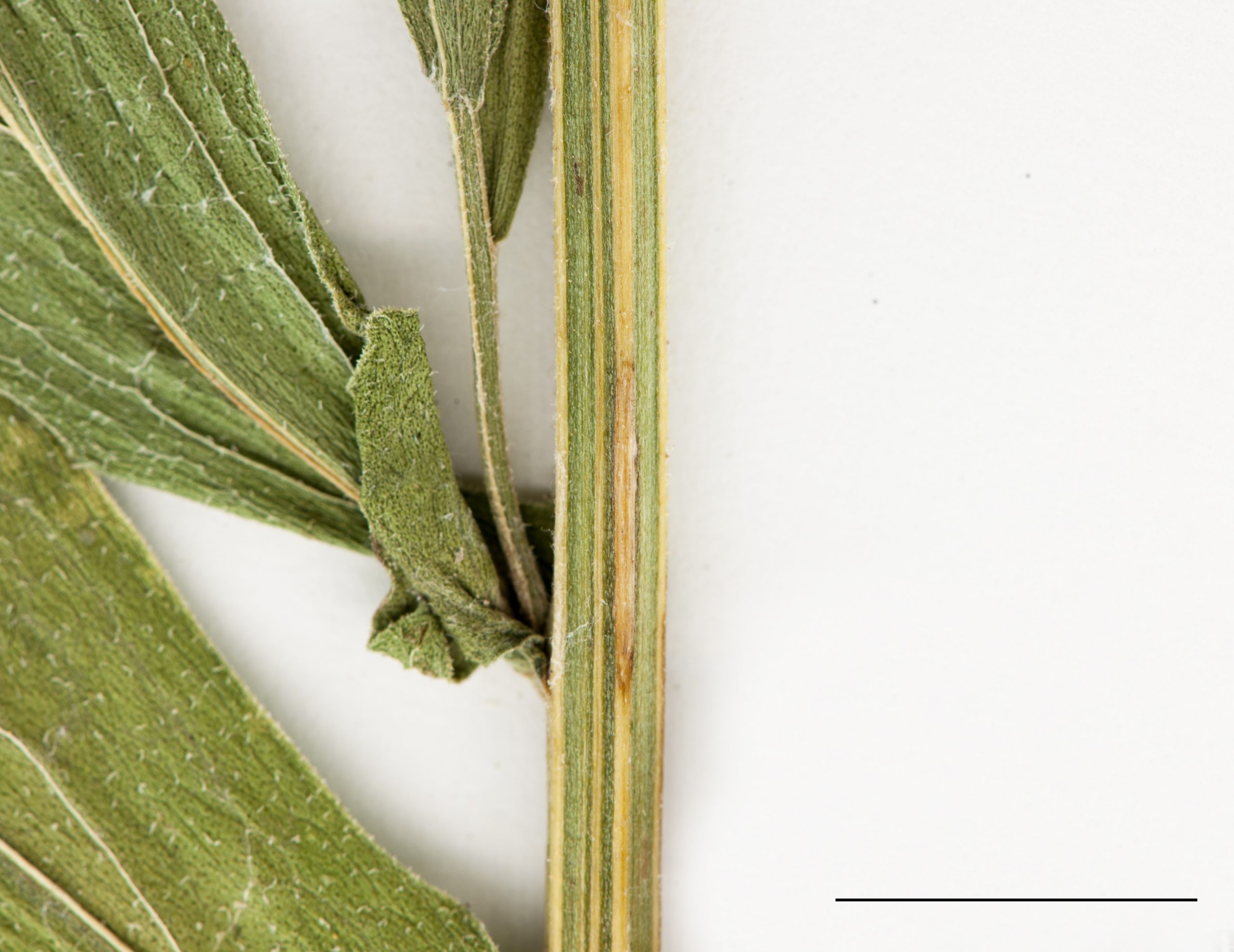 Tige striée et légèrement pubescente