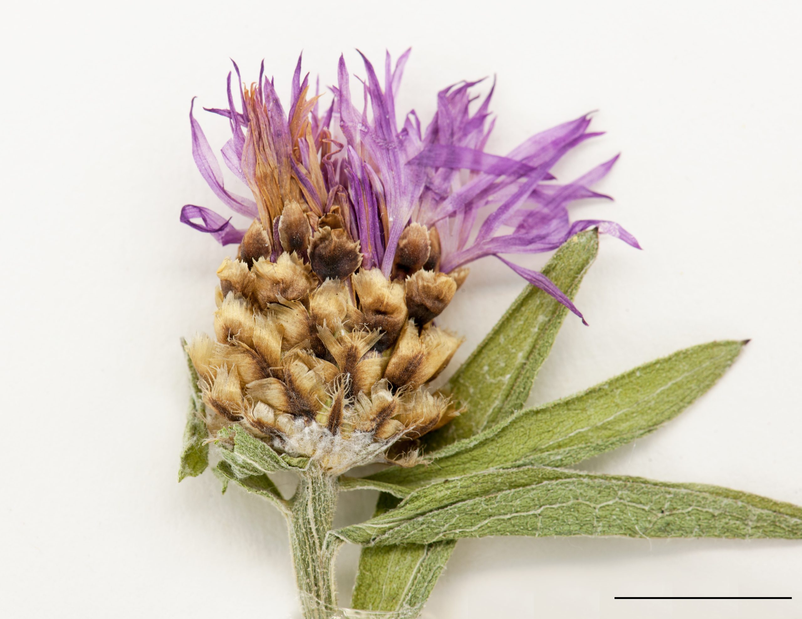 Capitule à rayons mauve ou rose