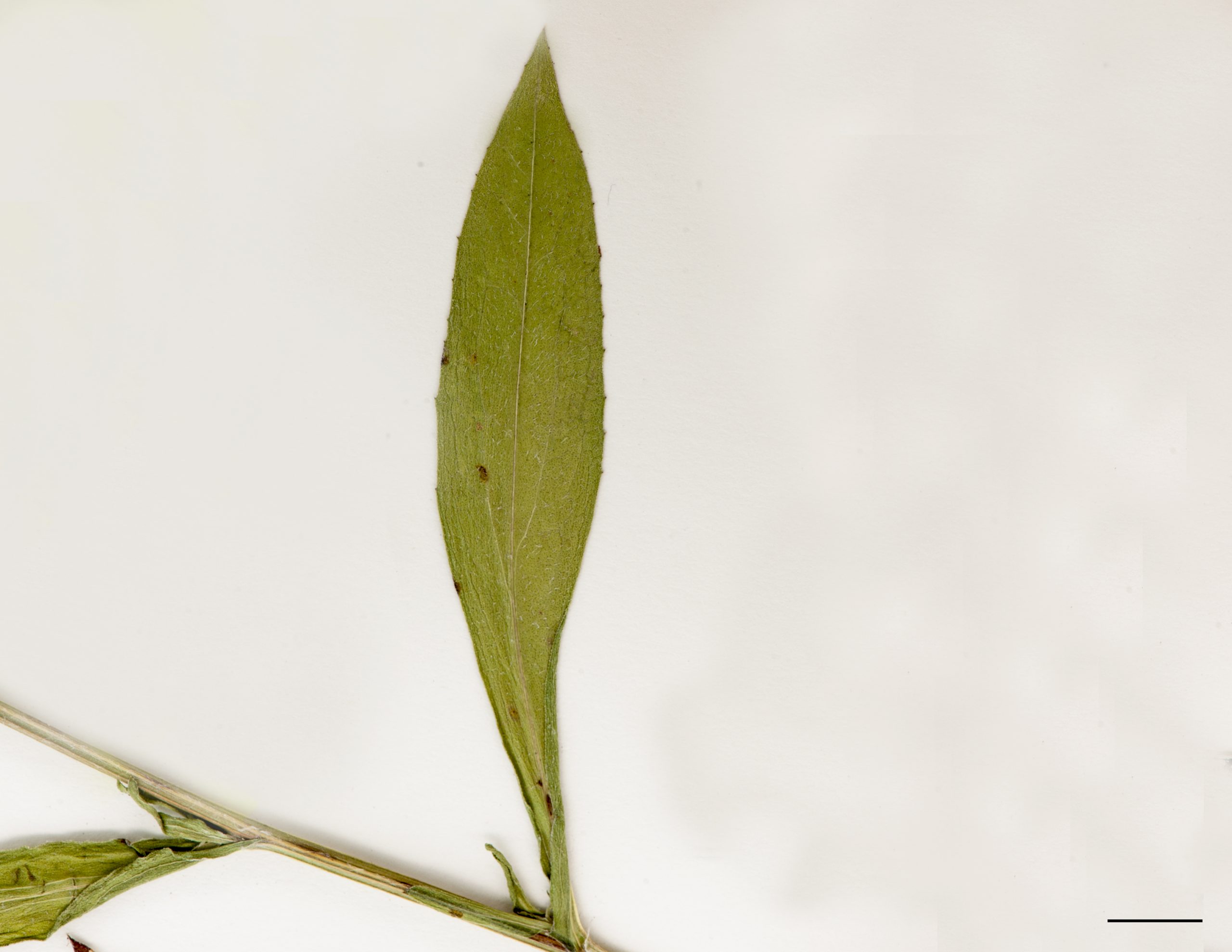 Feuille pubescente, sinuée- dentée à bractée imbriquée