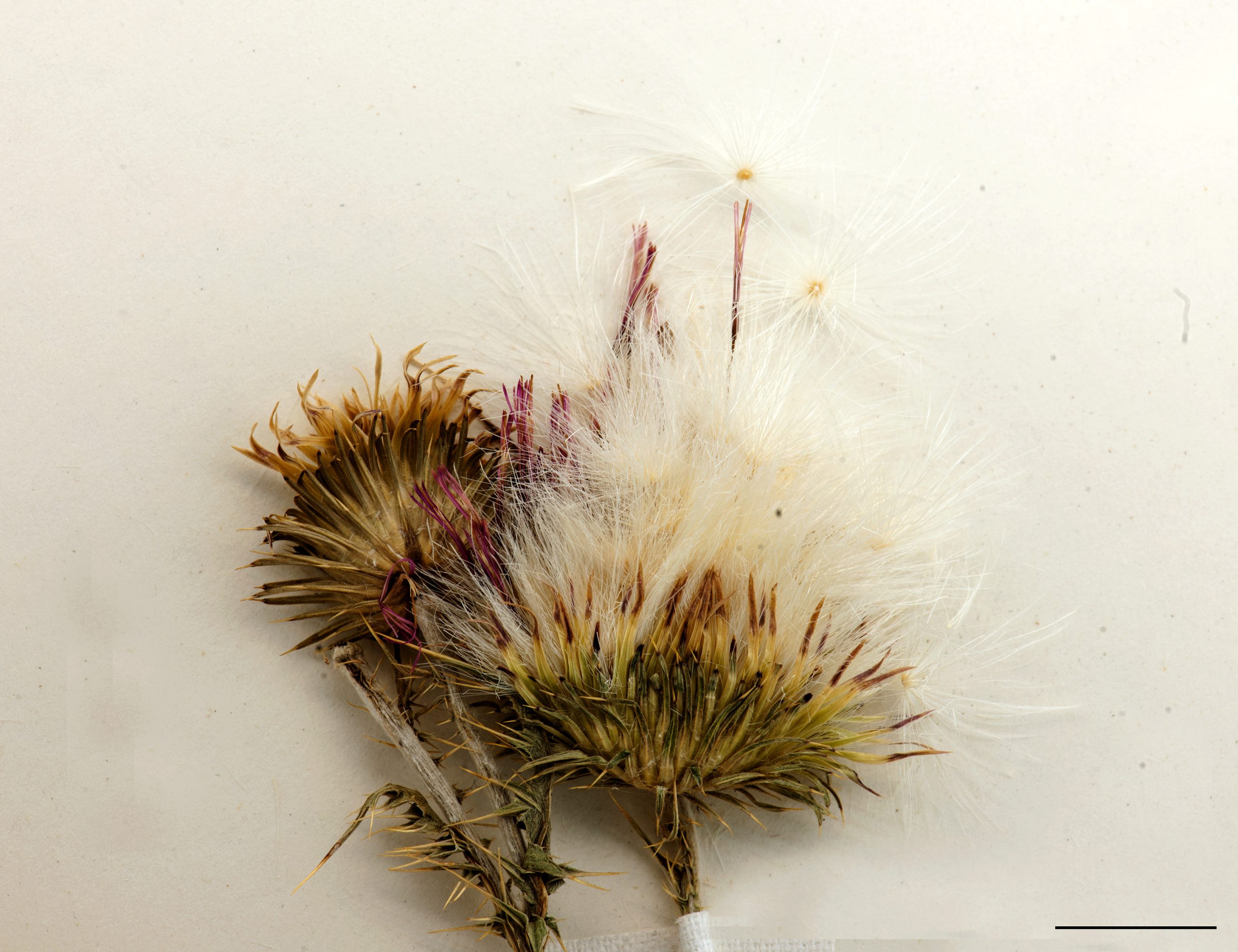 Capitule épineux; bractées involucrales, akènes à aigrettes