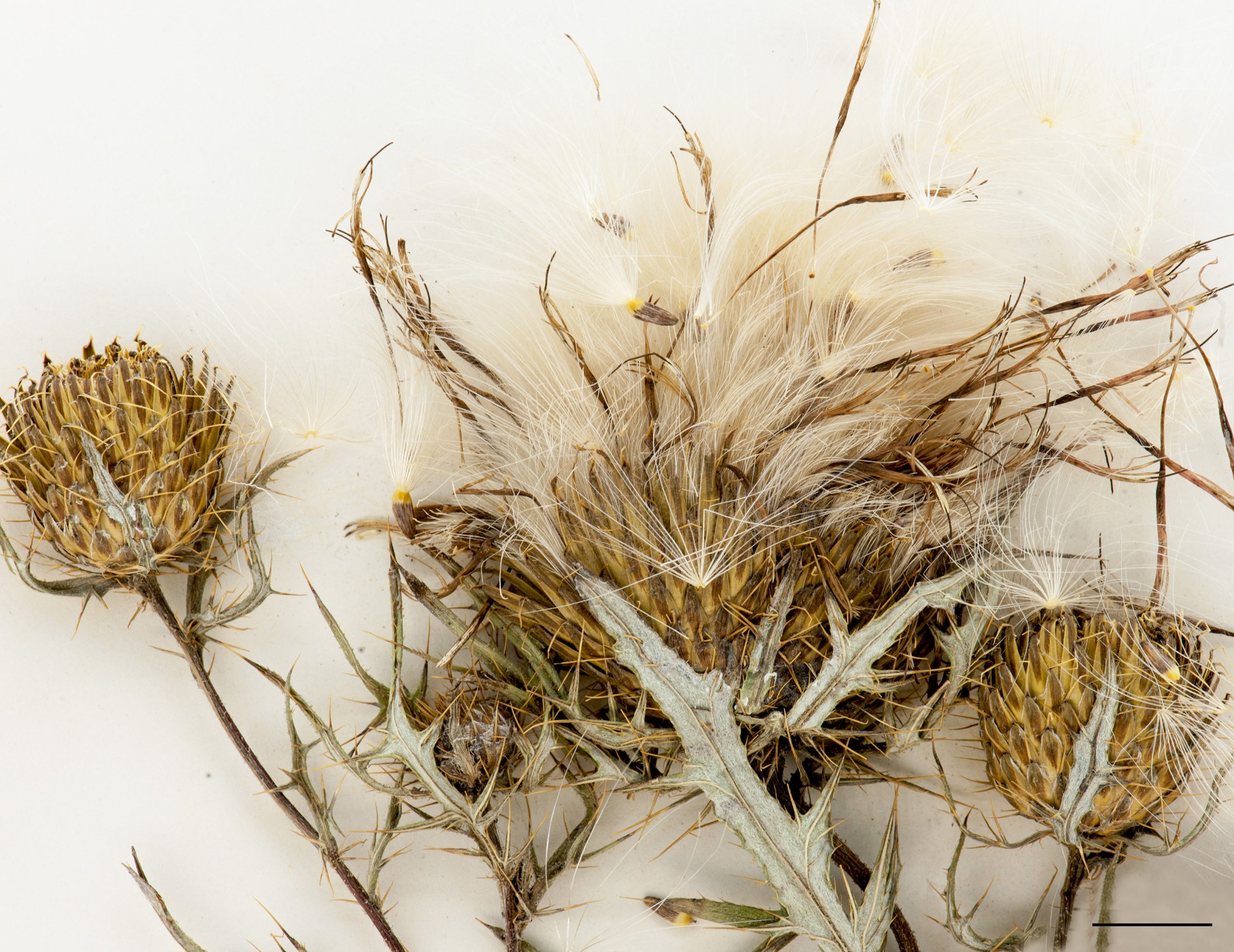 Akènes surmontés d’une aigrette soyeuse